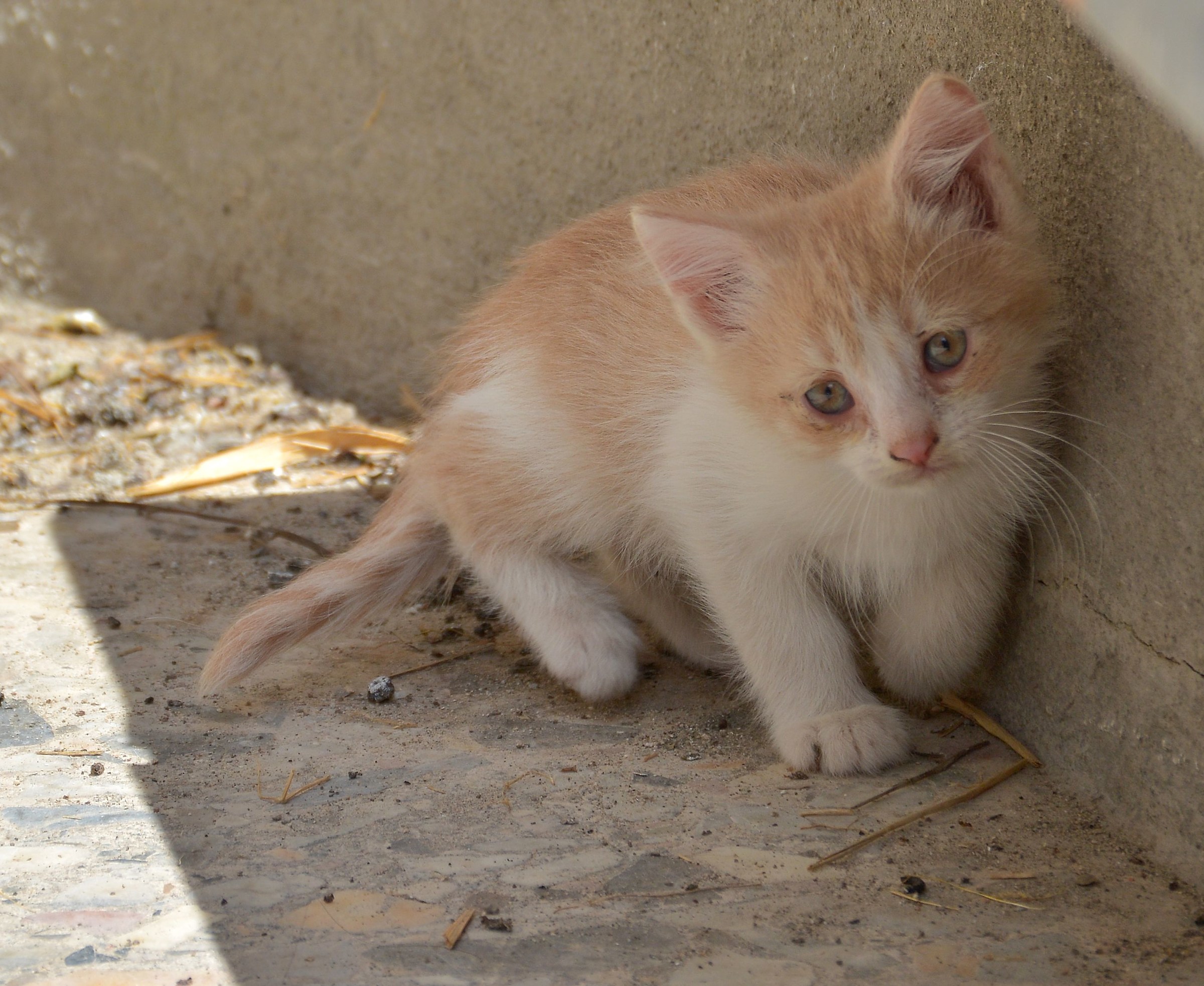 Piccola Taglia,Grande Paura