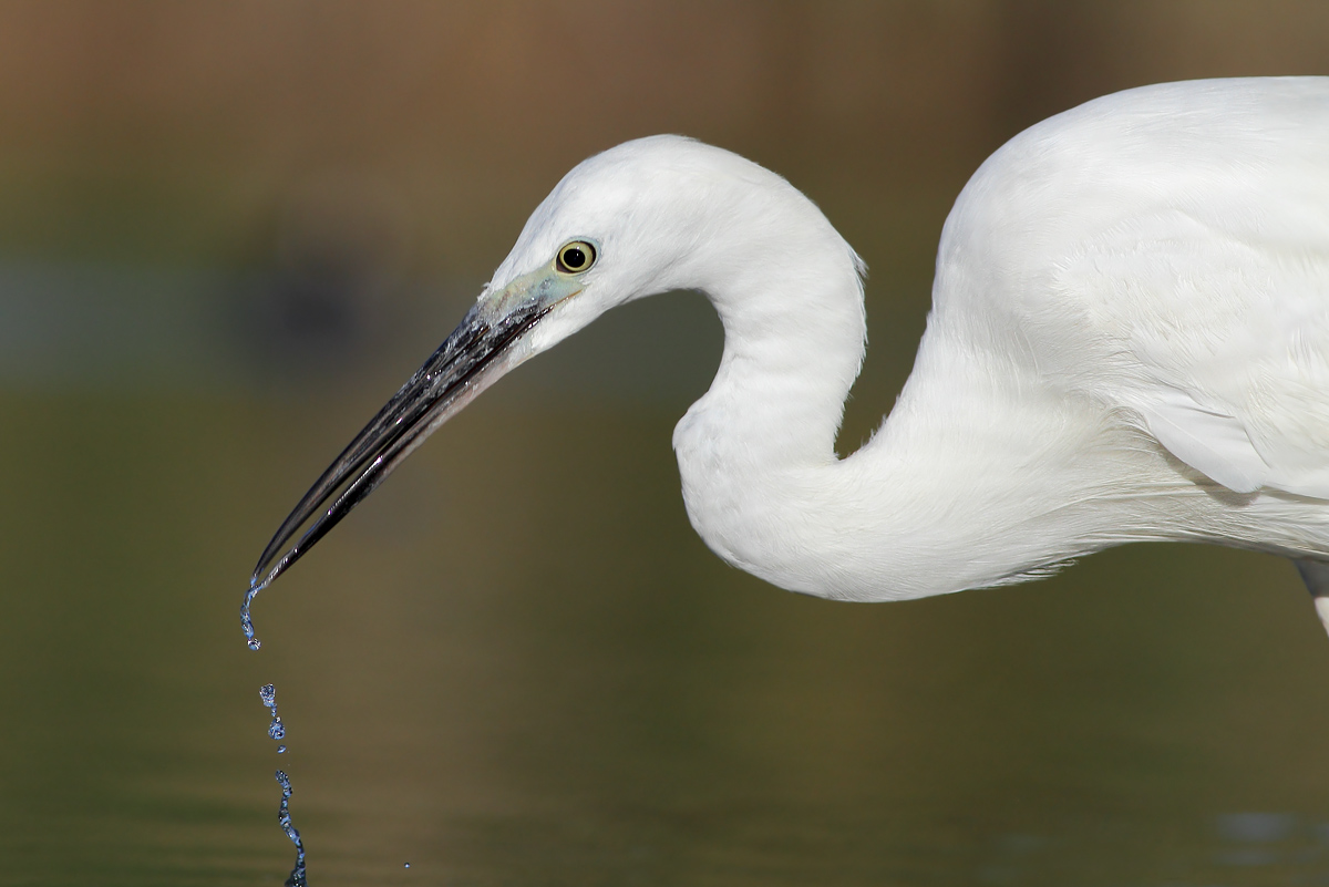 Egret