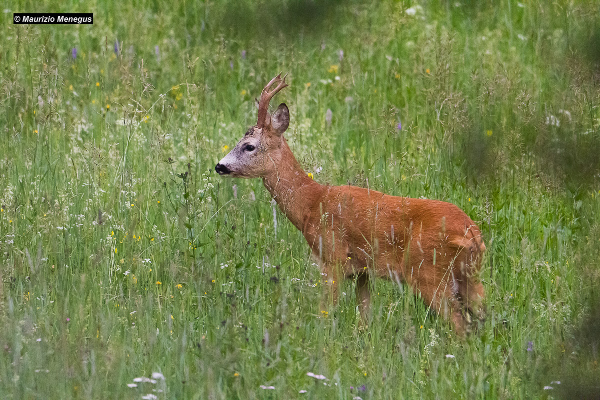 Capriolo a luglio