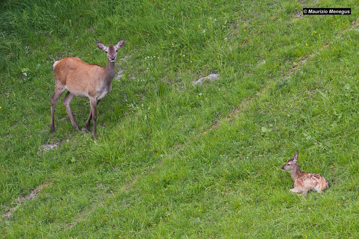 Deer and dwarf