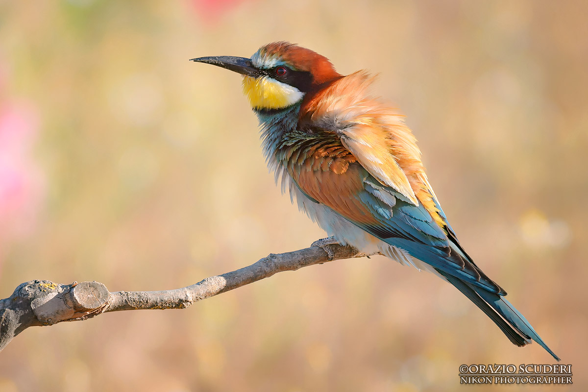 Merops apiaster
