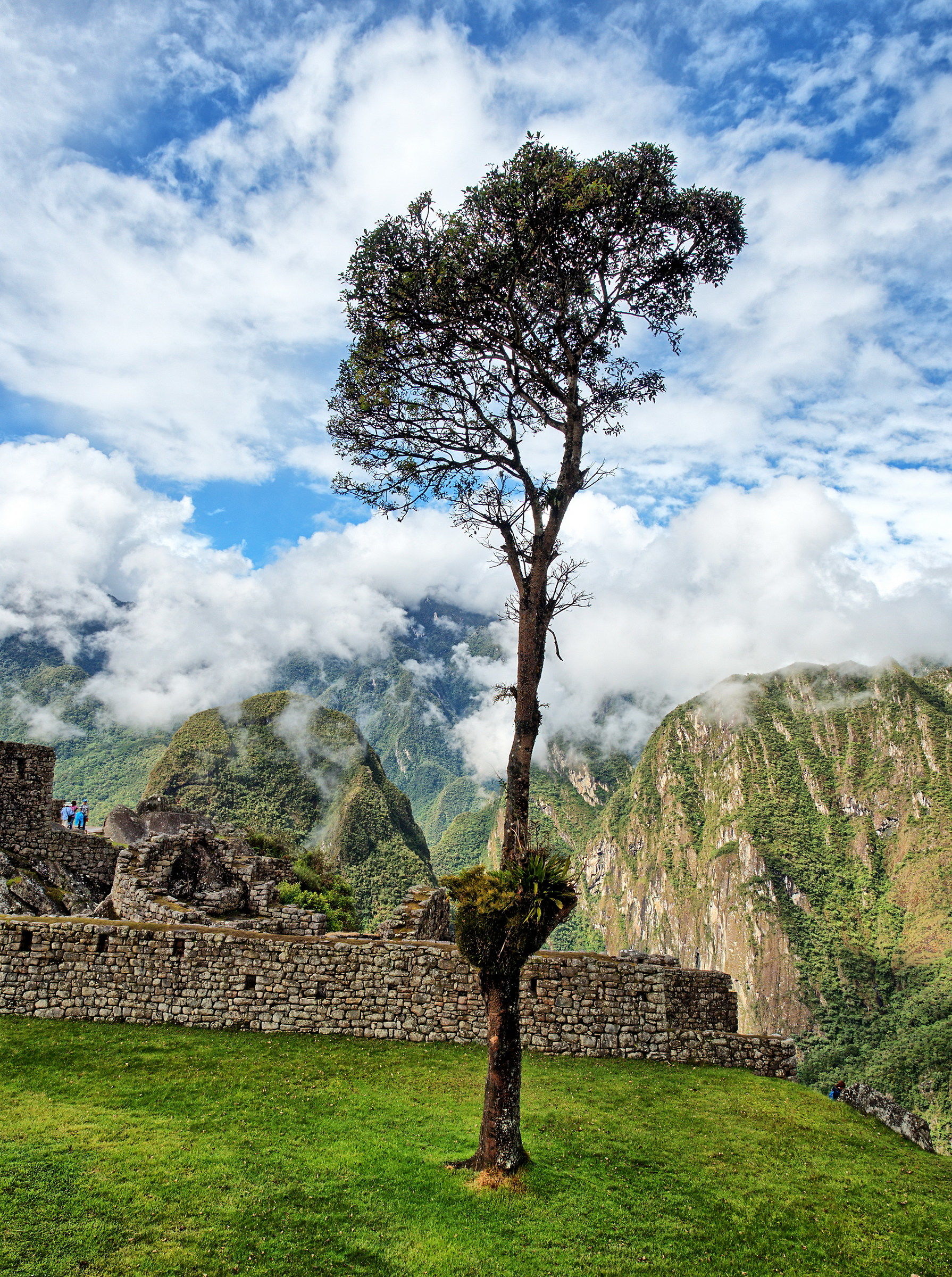 Machu  Tree