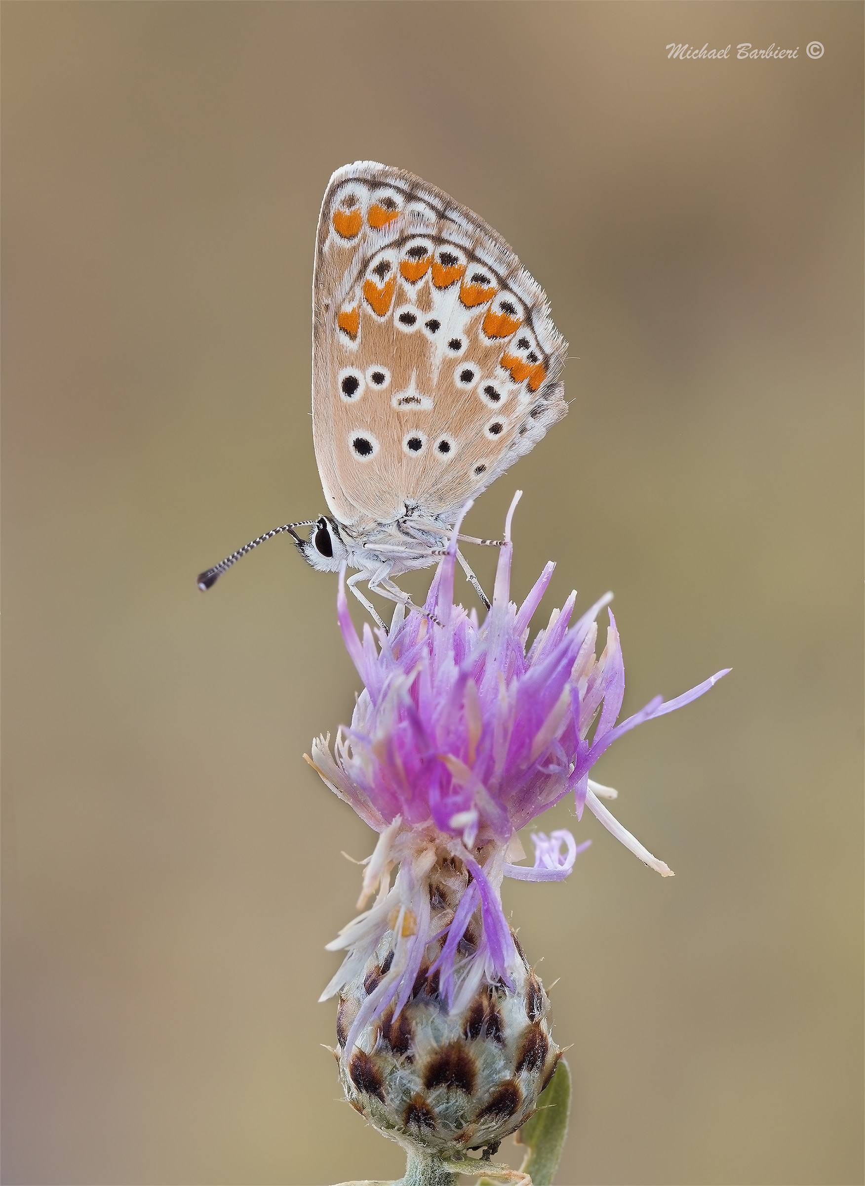 Plebeius (aricia) agestis