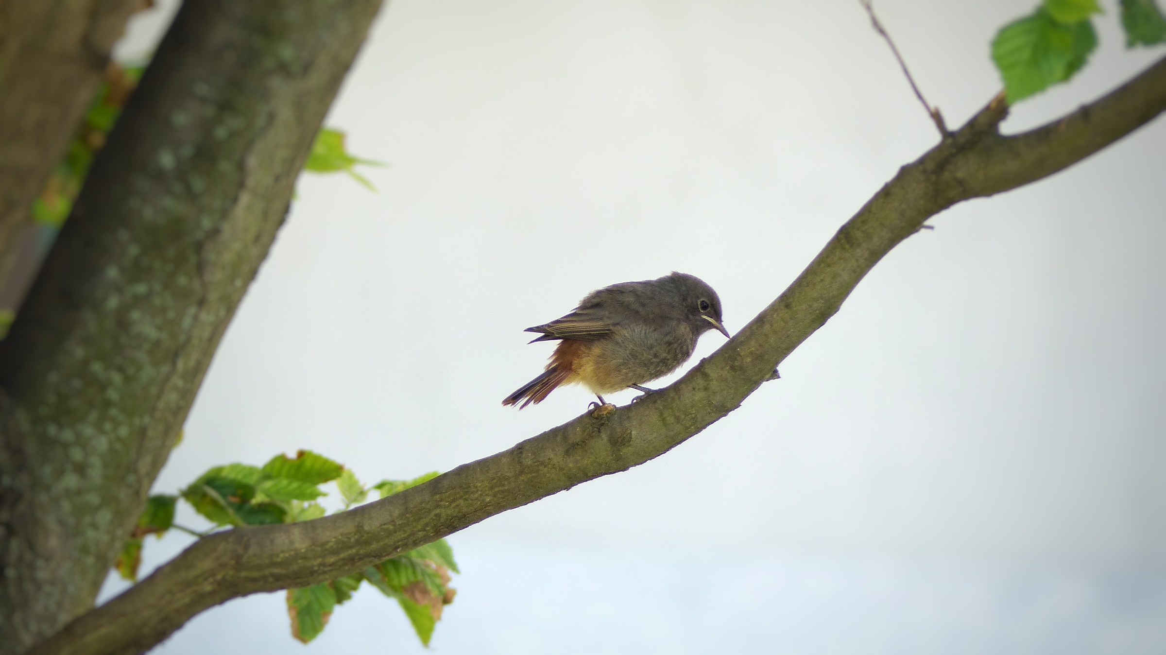 Female quail on branch