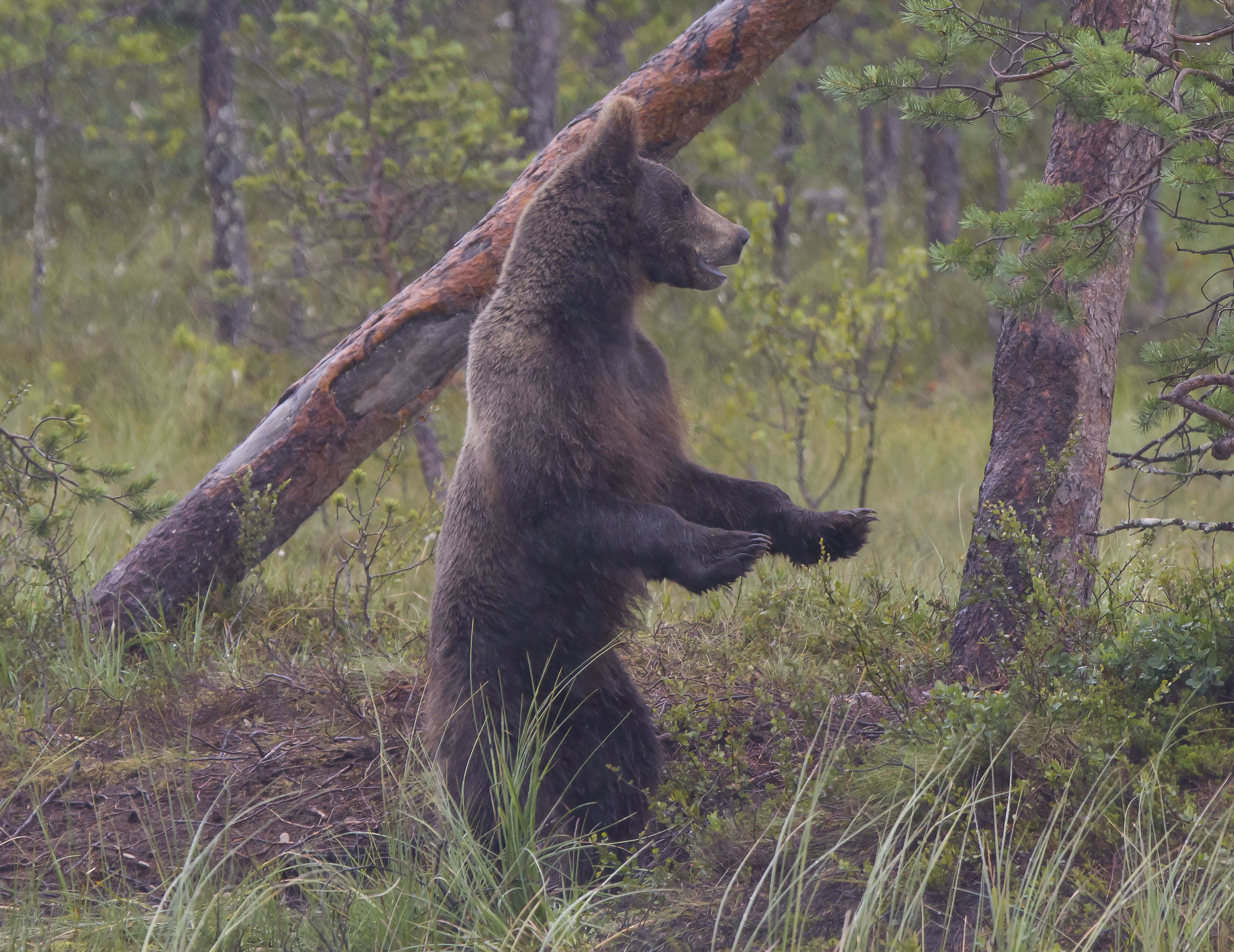 Orsi marrone (ursus arctos) nella foresta finlandese