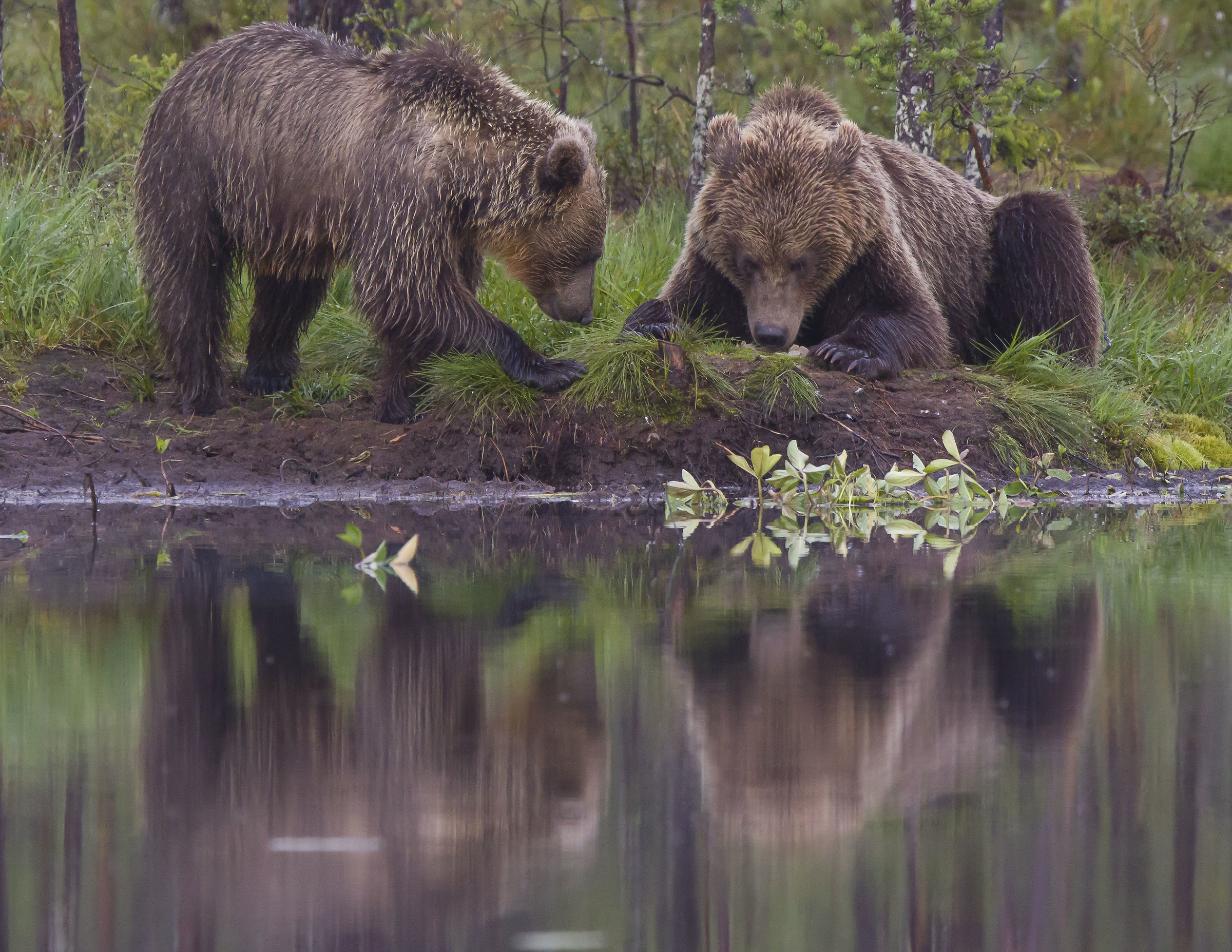 Orsi marrone (ursus arctos) nella foresta finlandese