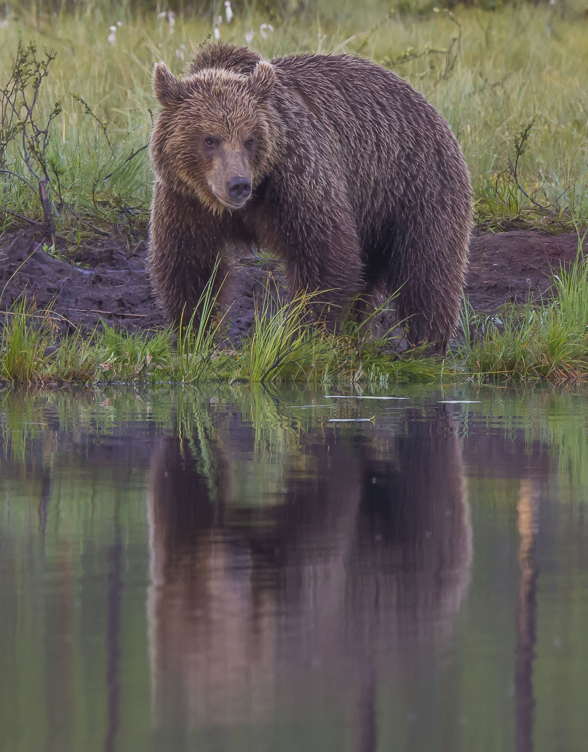Brown bears ( ursus arctos ) in the finnish forest