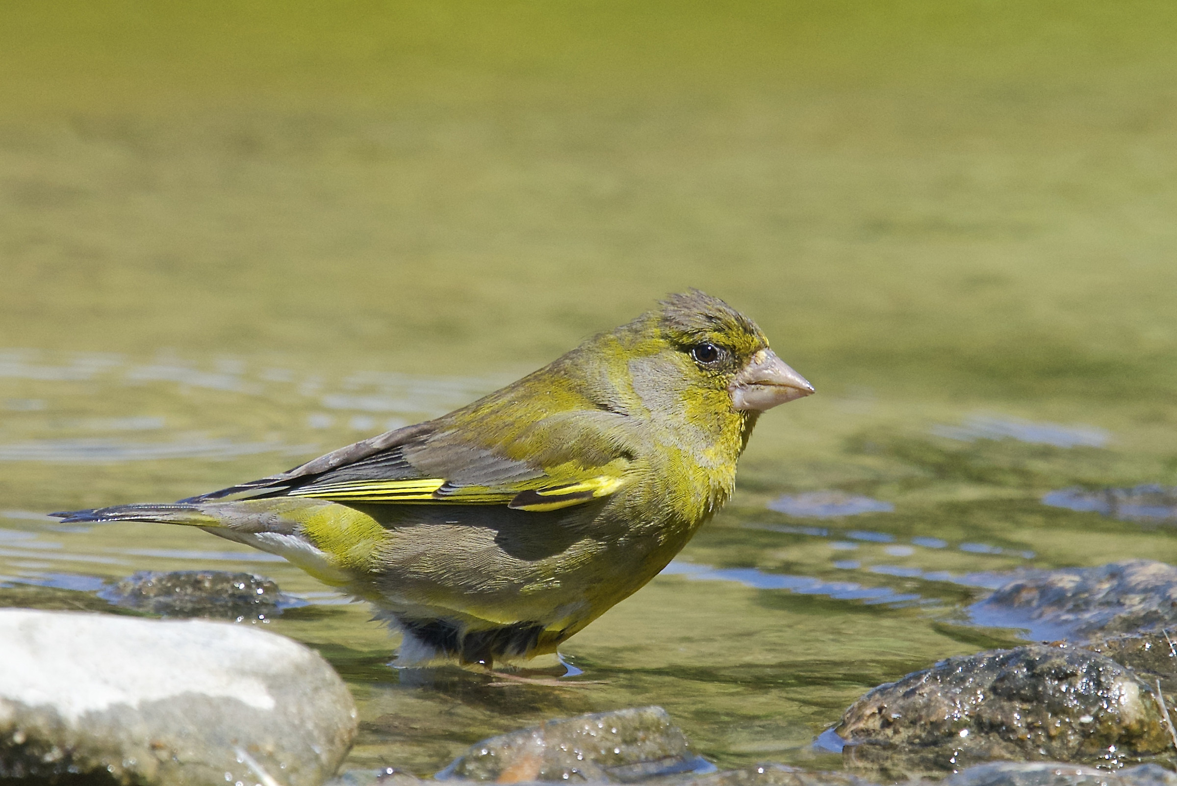 Verdone at the bathroom