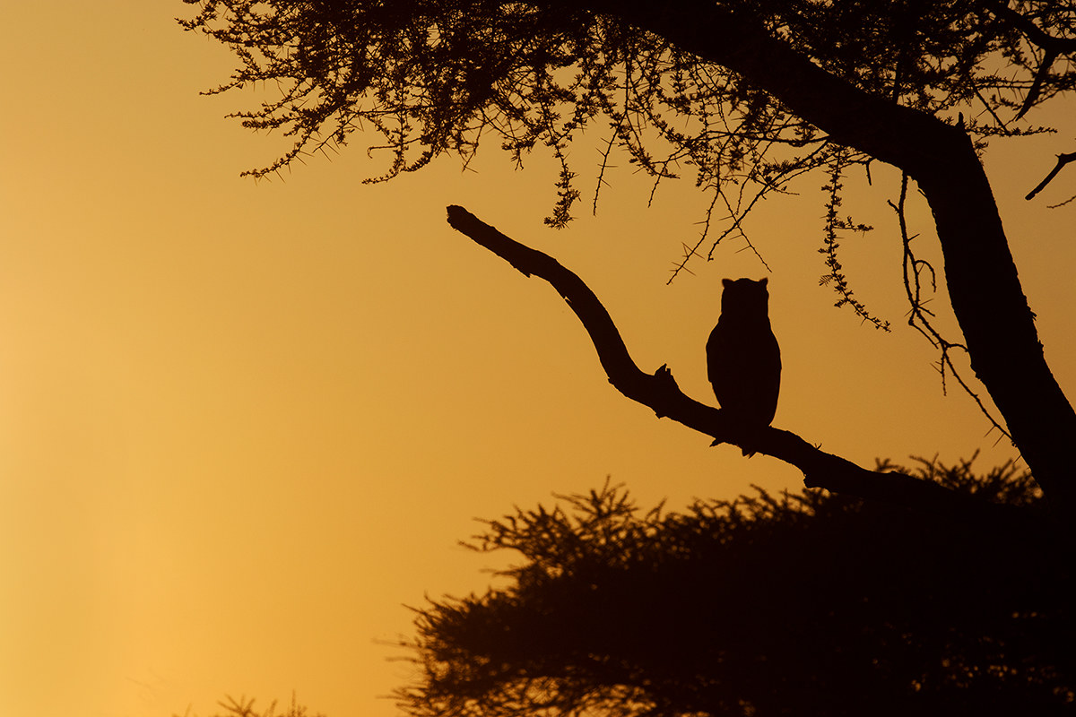 l' alba  dì Verreaux