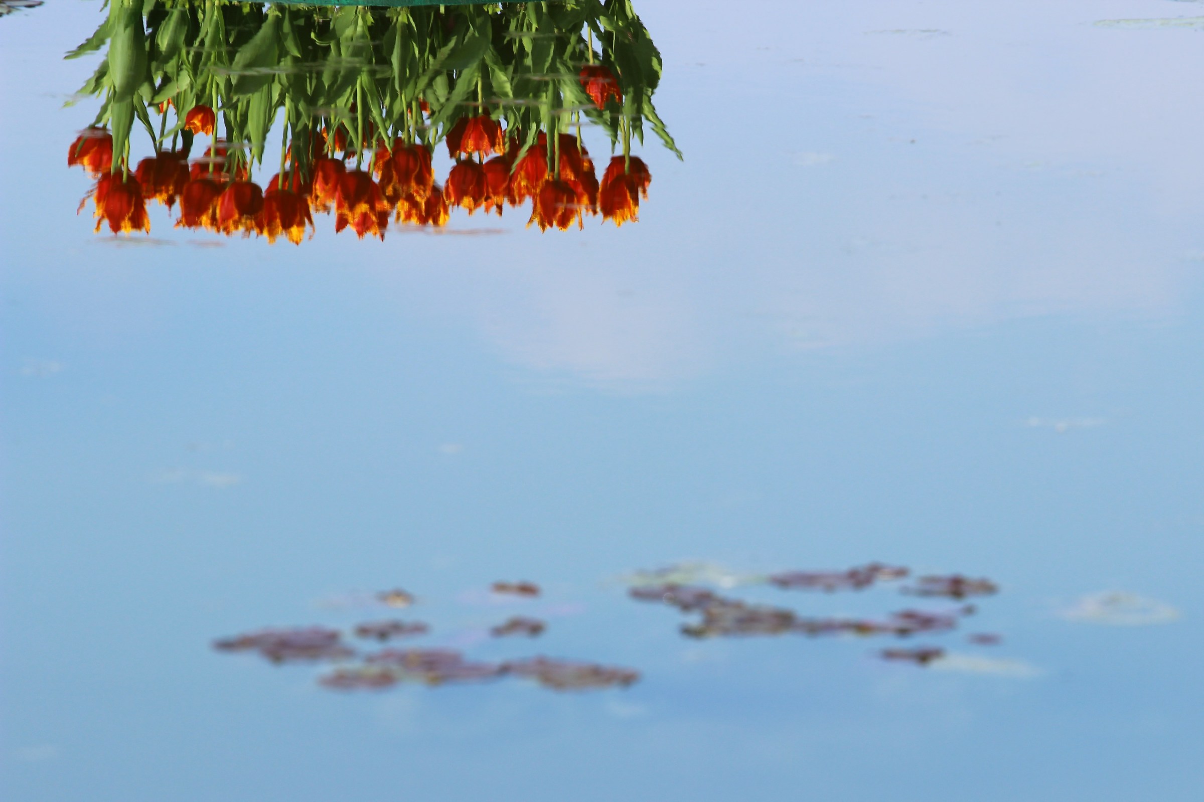 I tulipani si specchiano