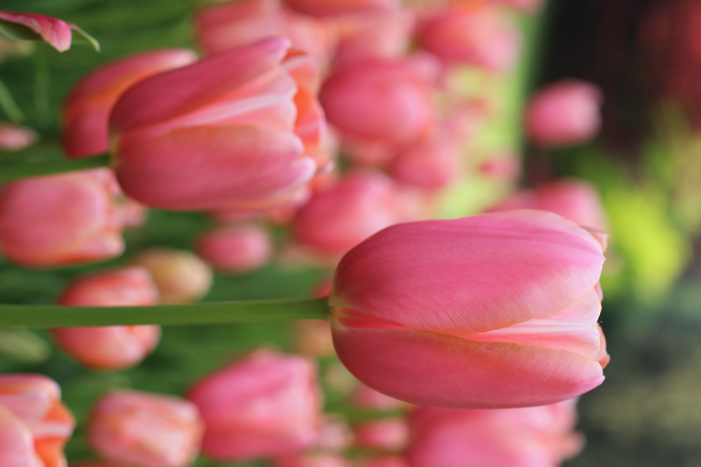 Conformismo tra tulipani