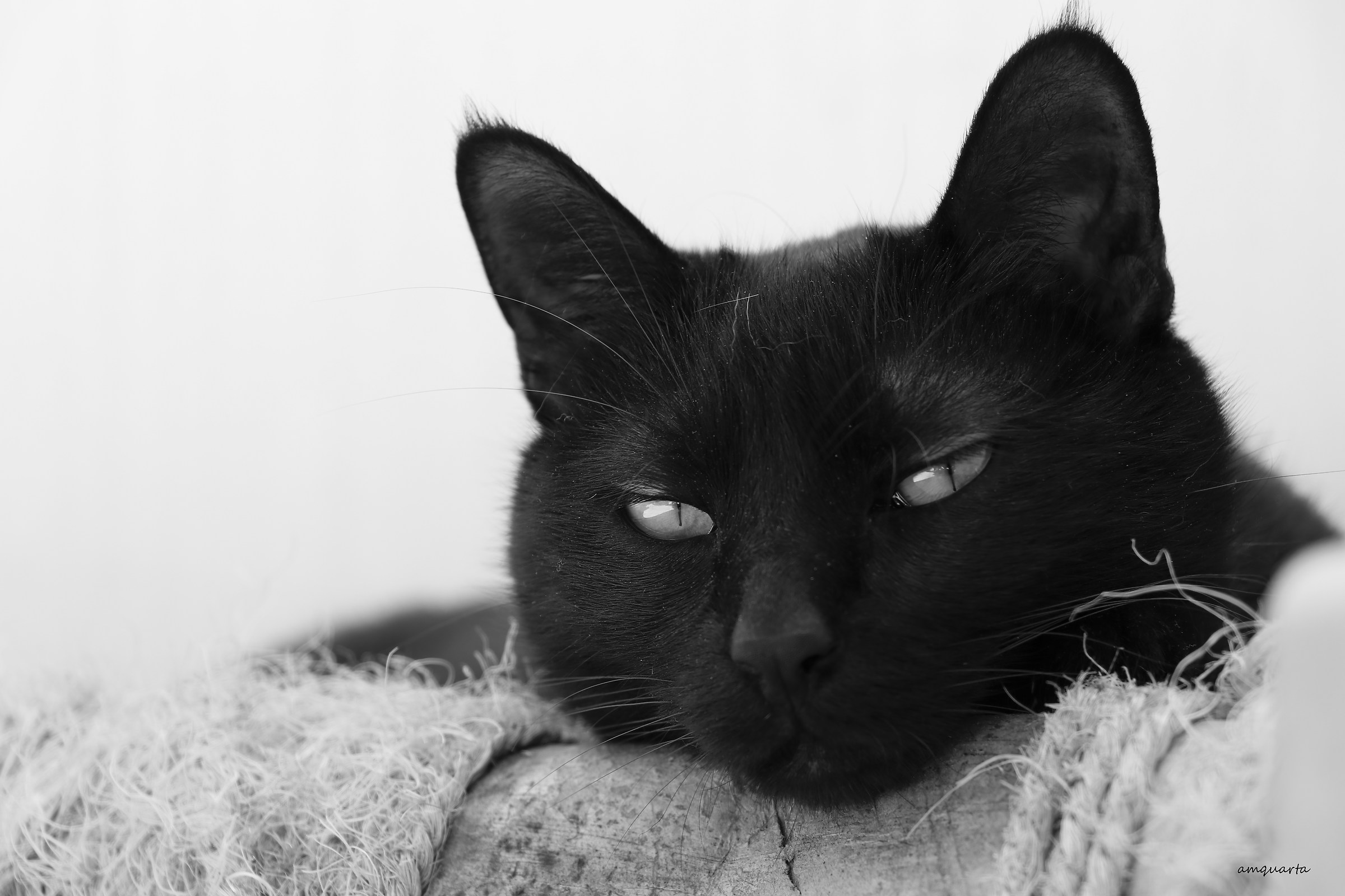 Pantera in miniatura