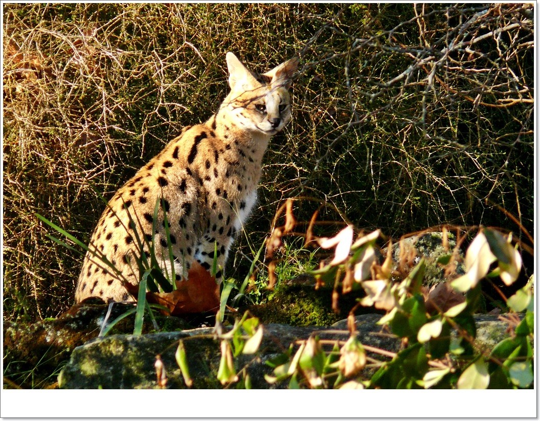 Agile Serval.
