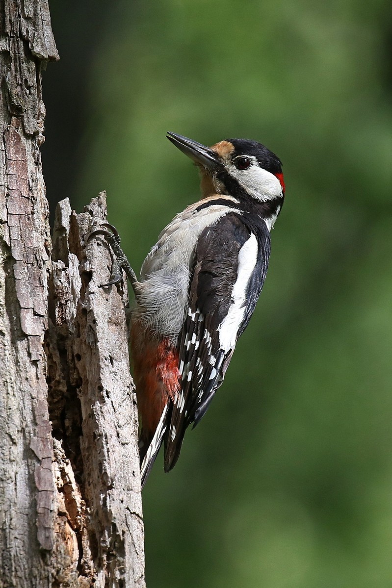 picchio rosso maggiore