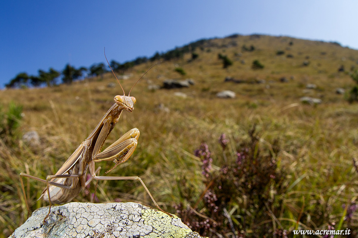 Mantis religiosa