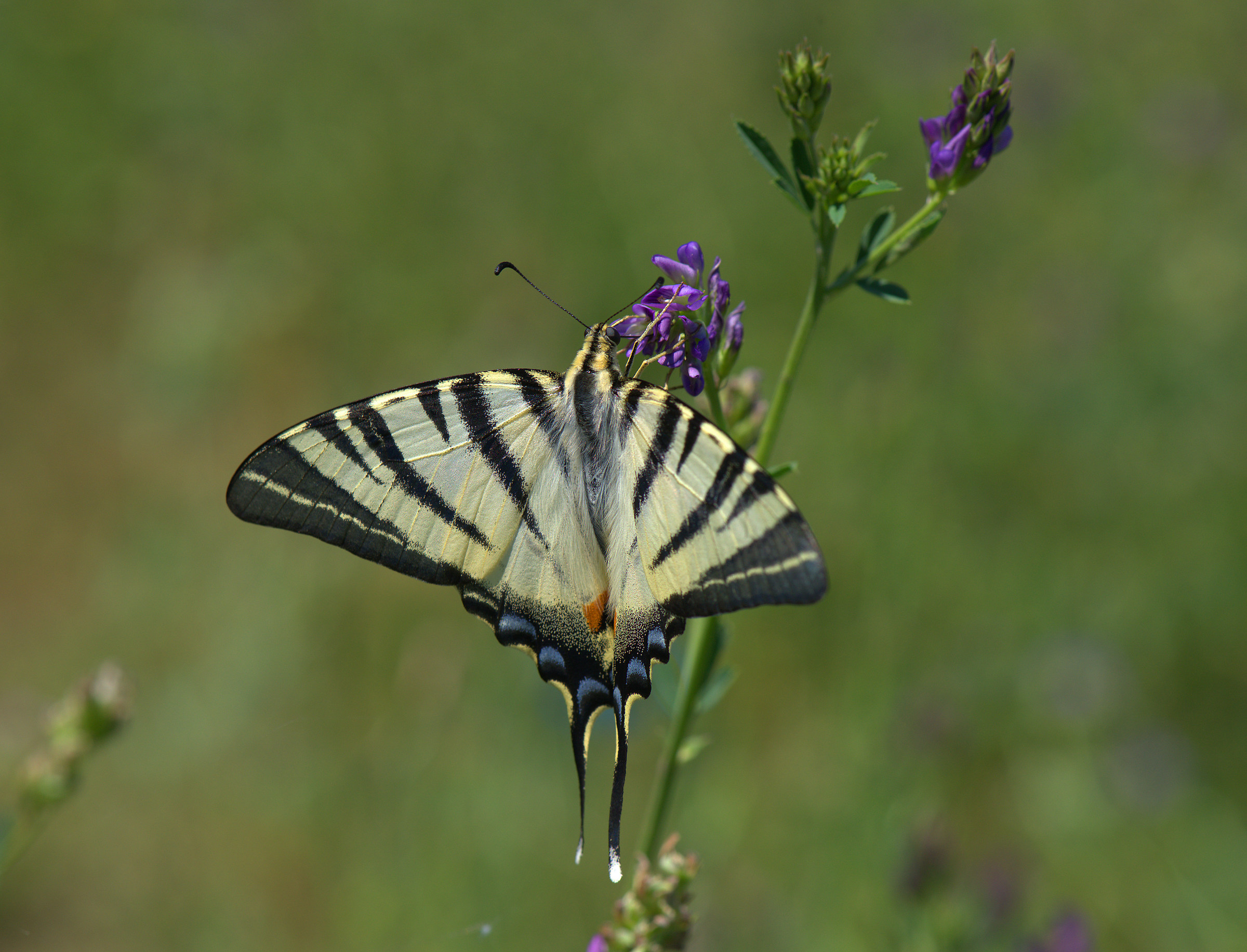 Iphiclides podalirius