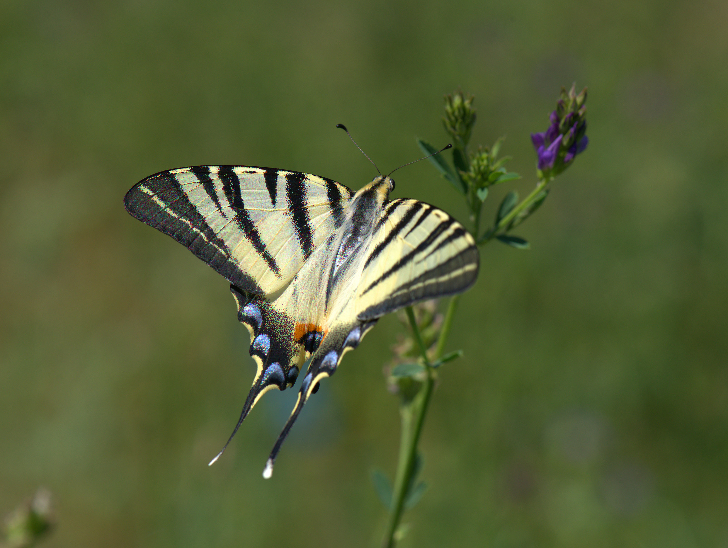 Iphiclides podalirius