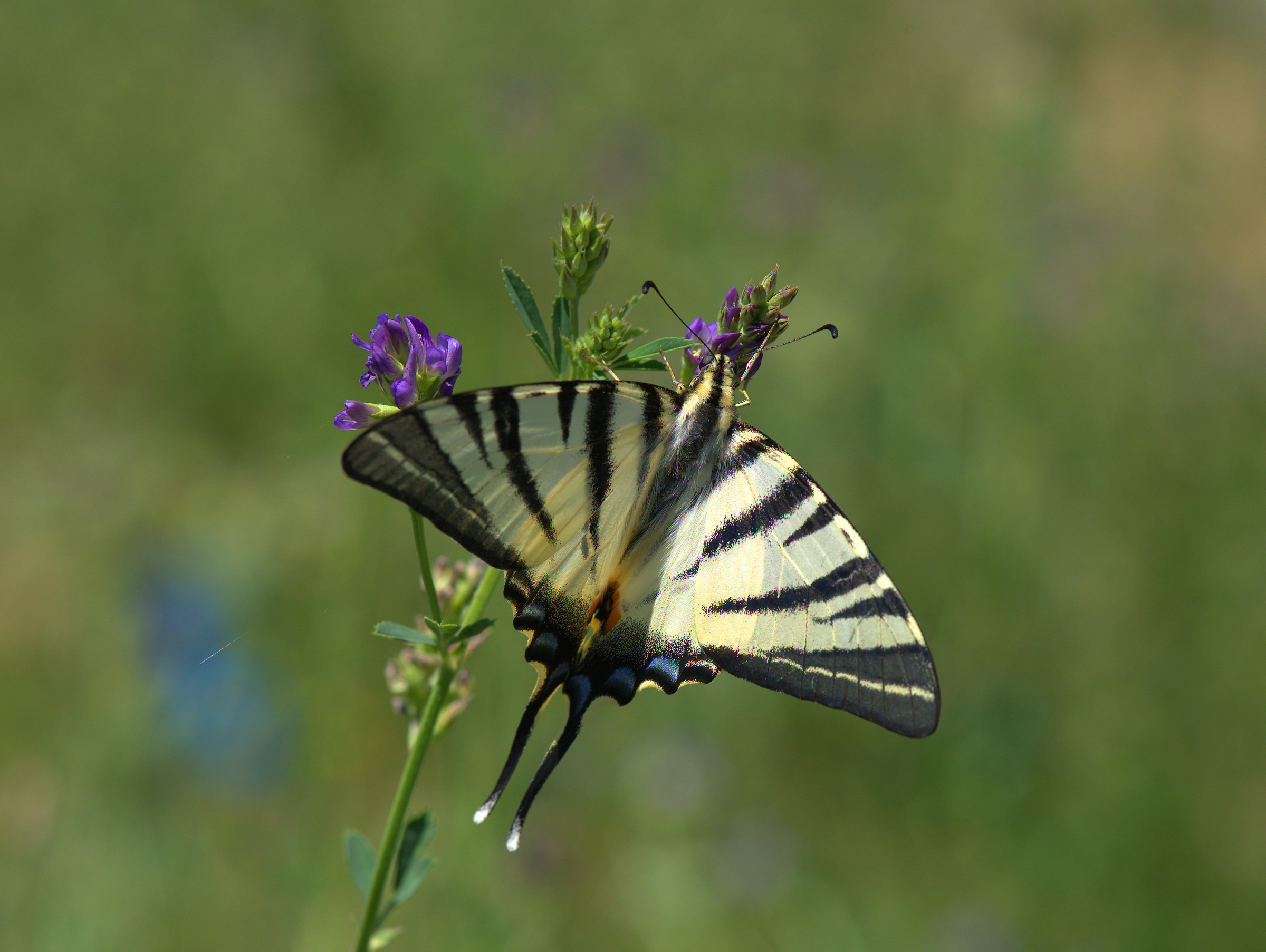 Iphiclides podalirius