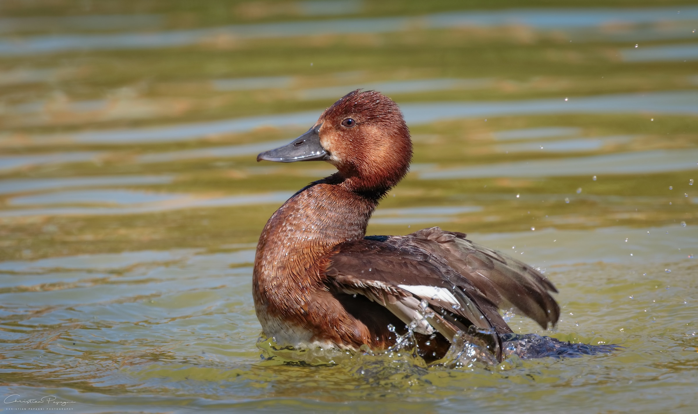 Tabaccata Moretta - Aythya Nyroca (Female)