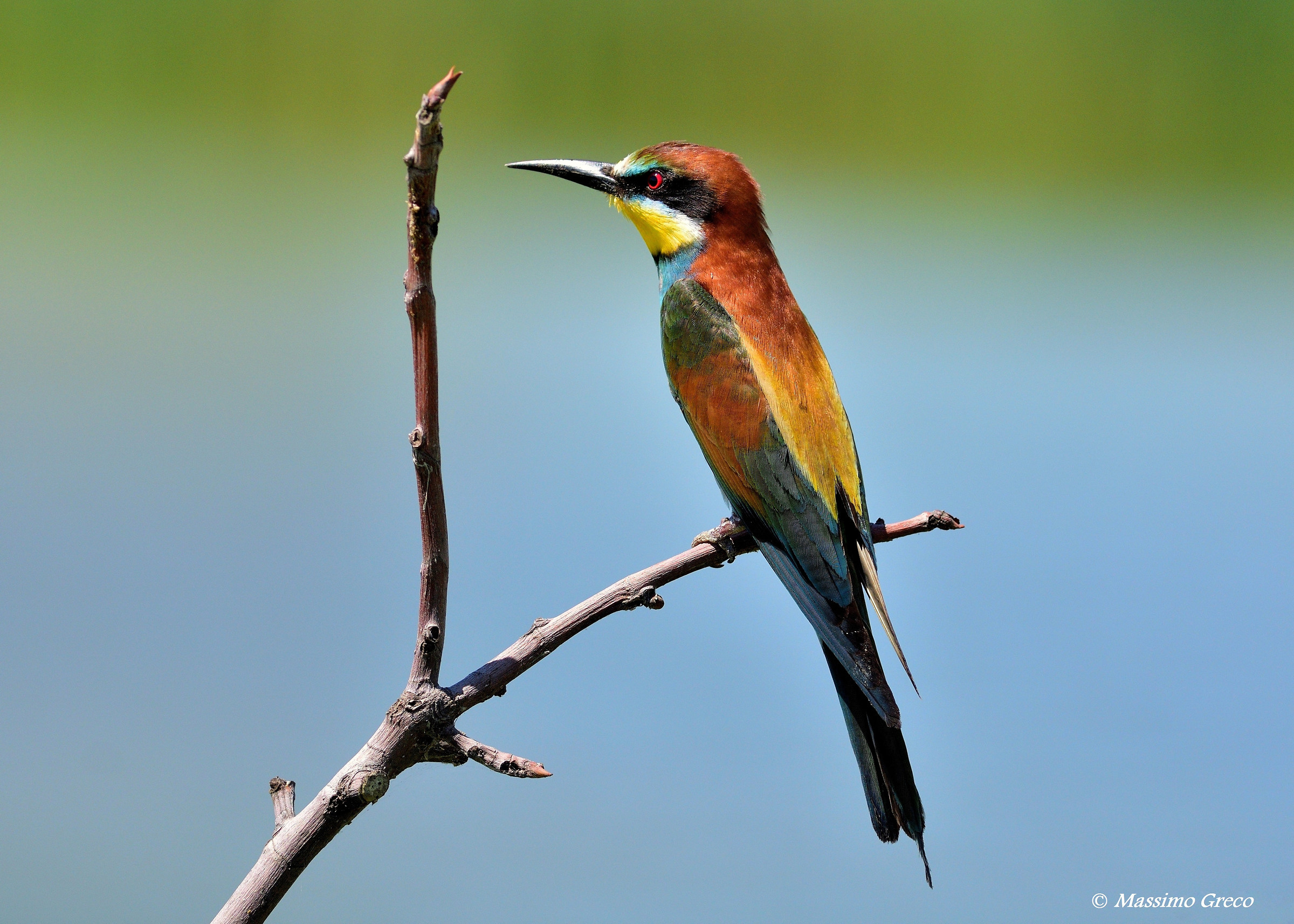 Gruccione (Merops apiaster)