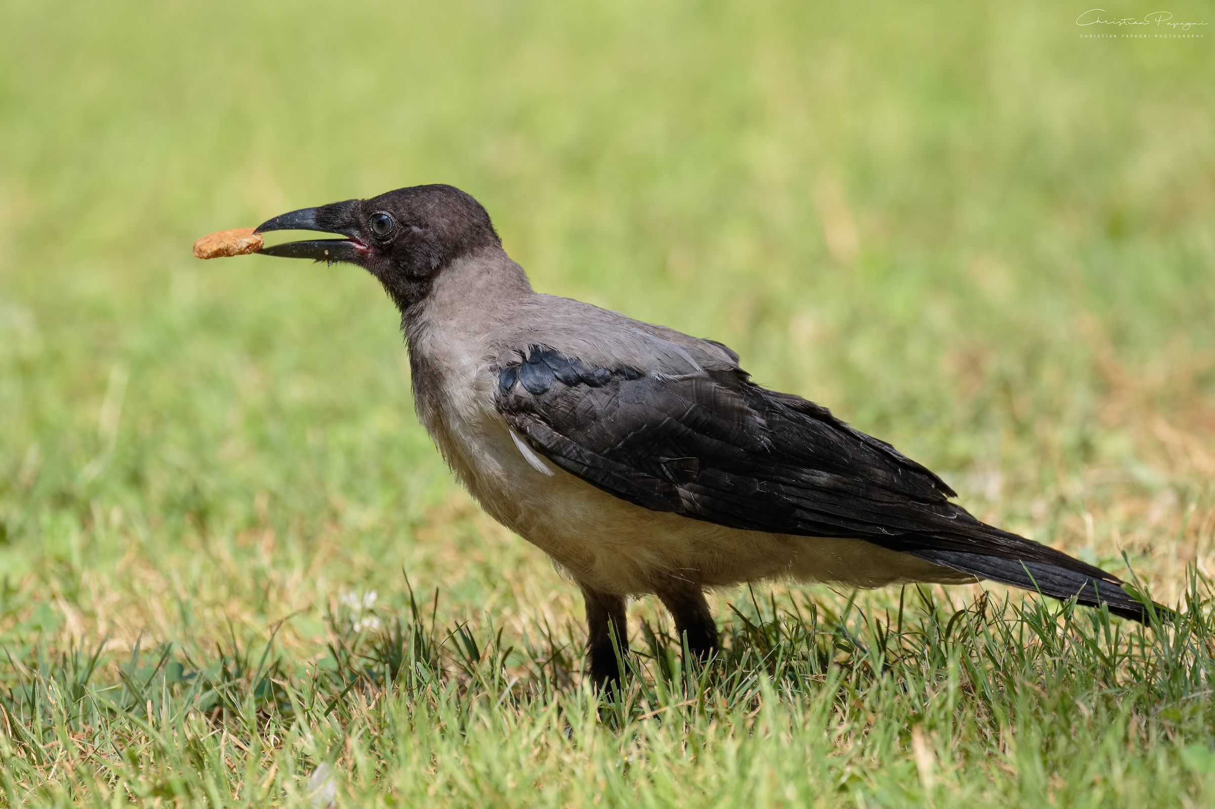Gray Cornacle - Corvus Cornix