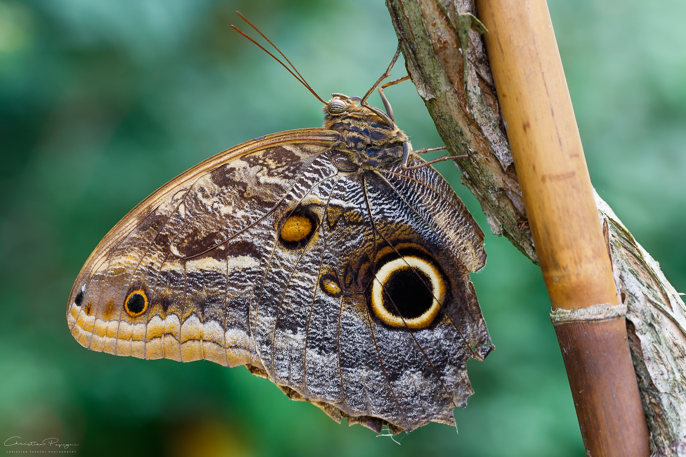 Butterfly "Owls of Owl" (Caligo memnon)