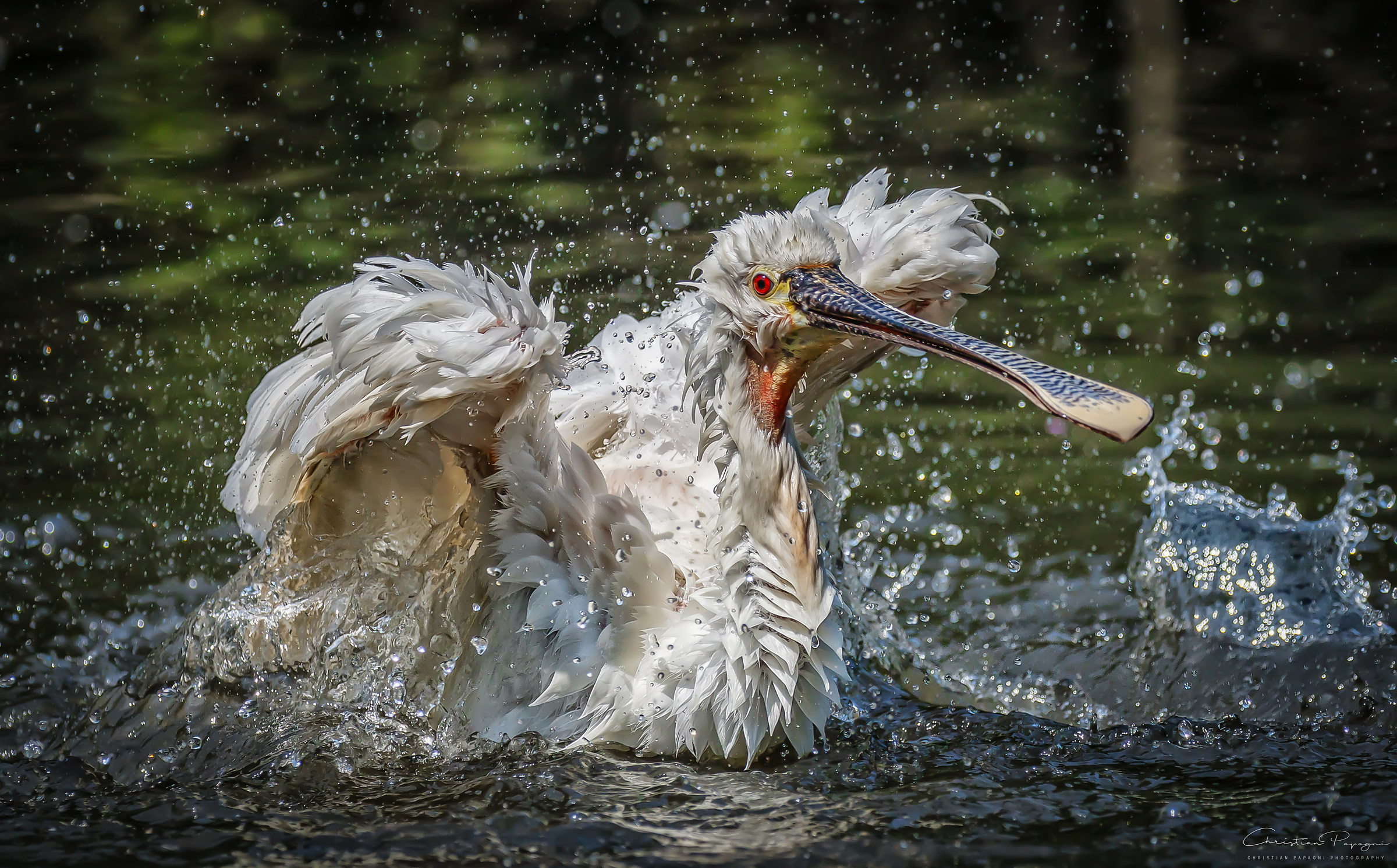 White spatula - Platalea Leucorodia