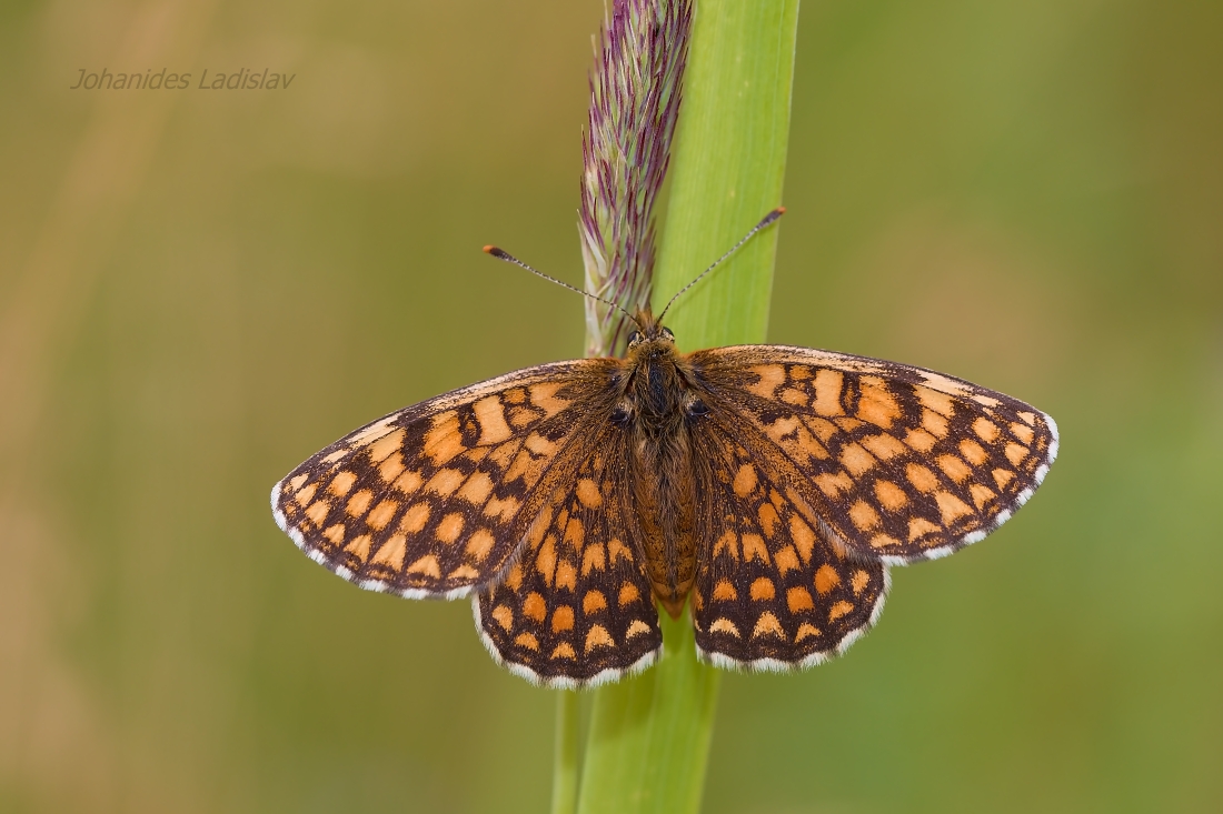 Melitaea aurelia (femmina)