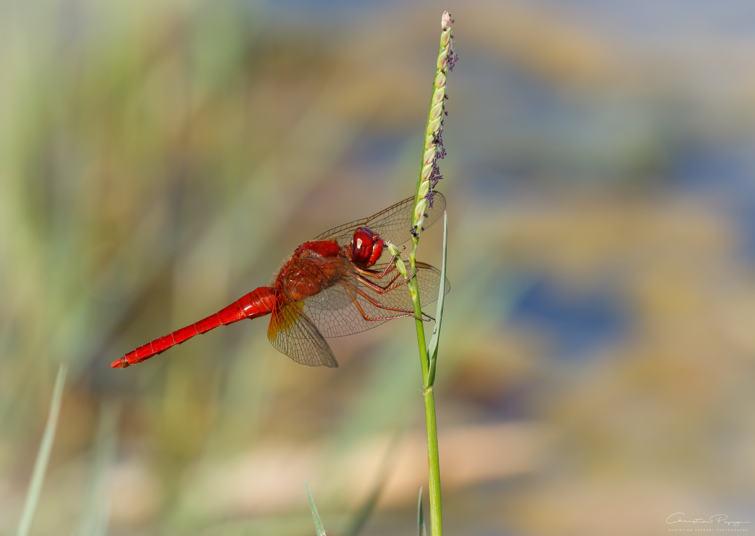 Libellula - Crocothemis Erythraea