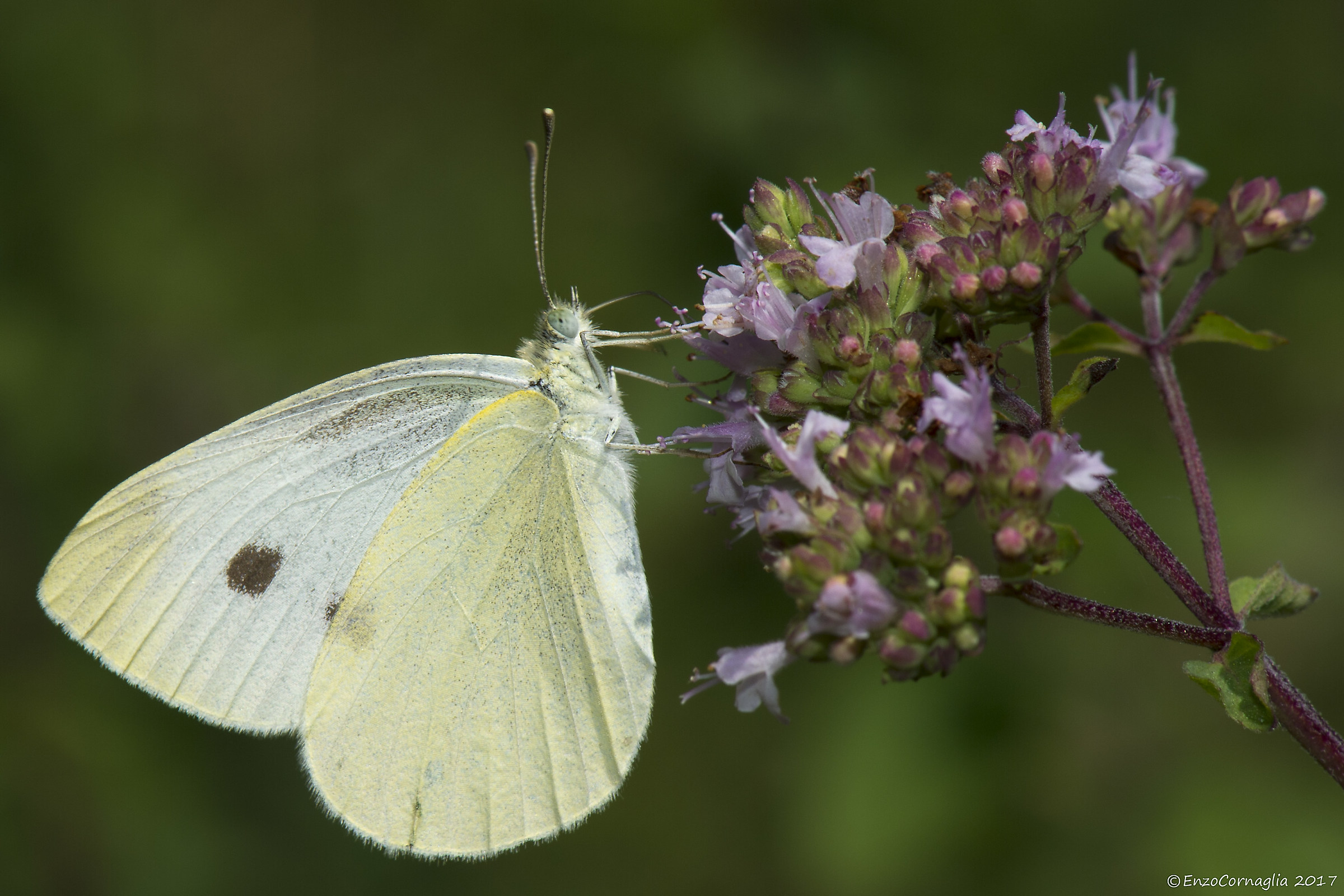 White Butterfly