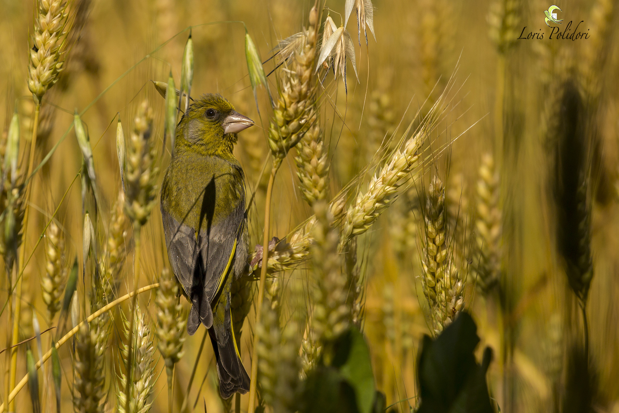 Blubber in the grain