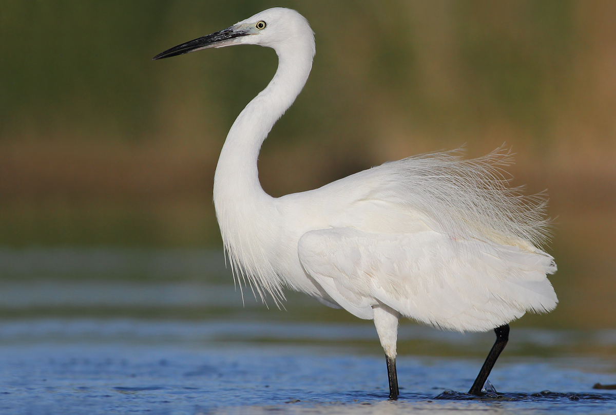 Egret