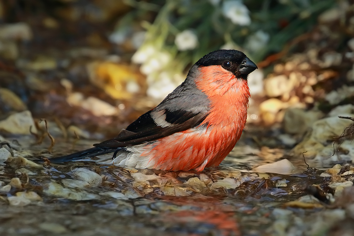 Bullfinch