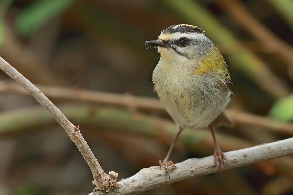 Firecrest