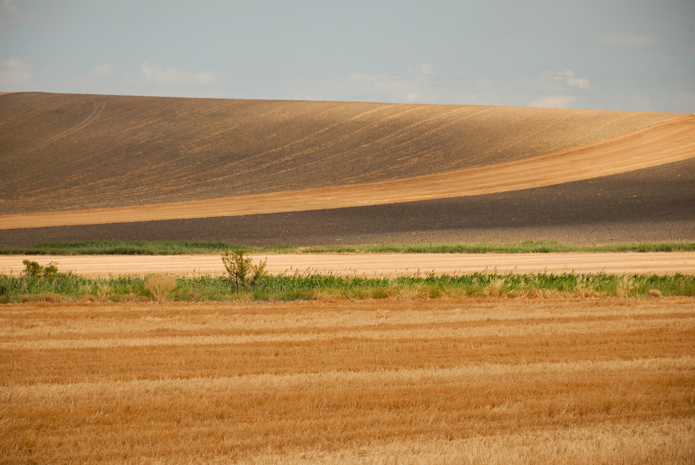 Wheat and its geometries 2