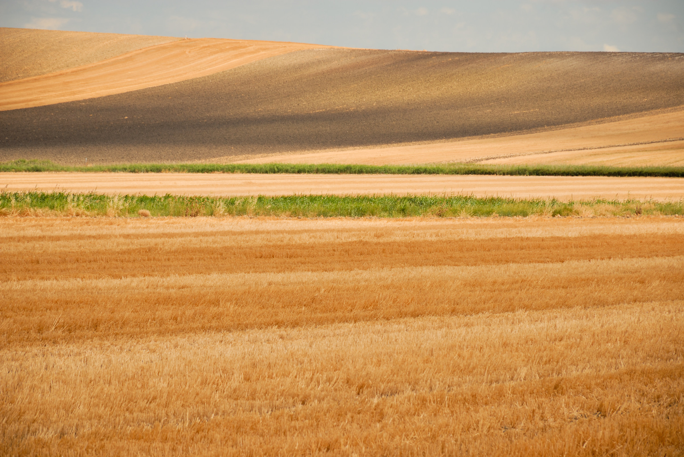 Il grano e le sue geometrie