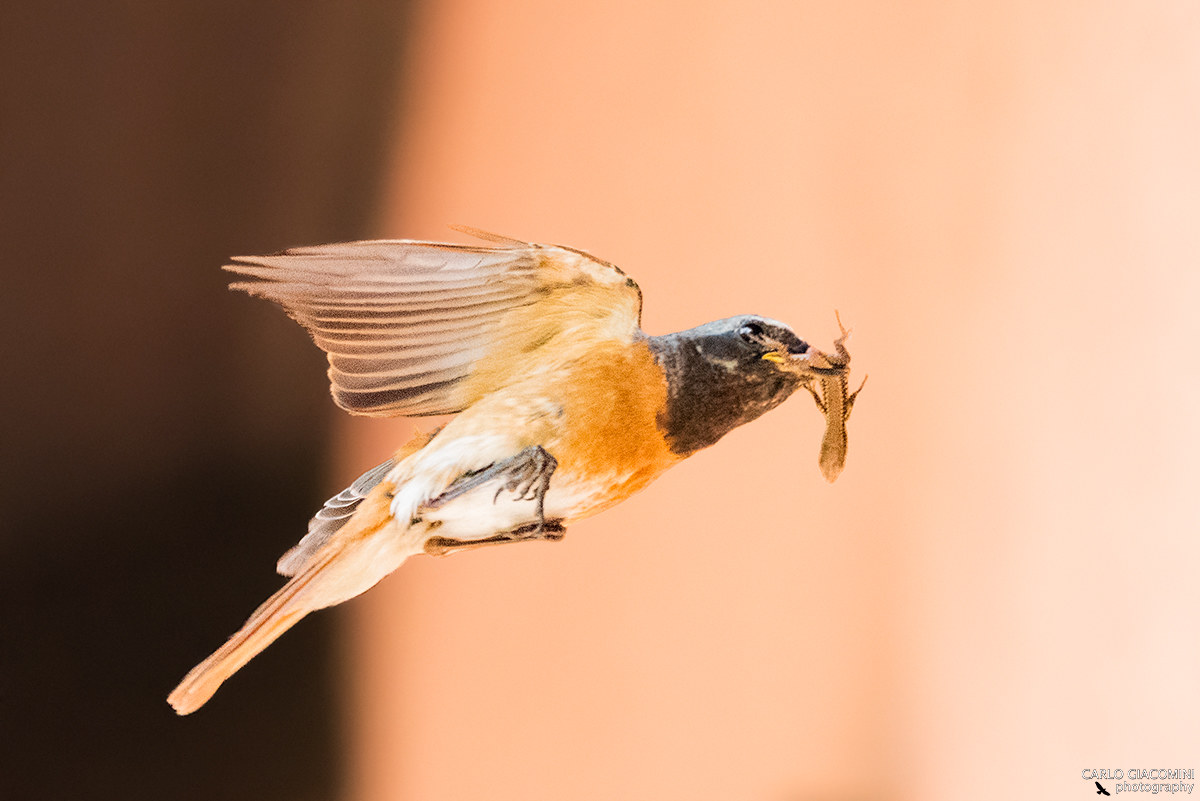 The hunger of the cuckoo