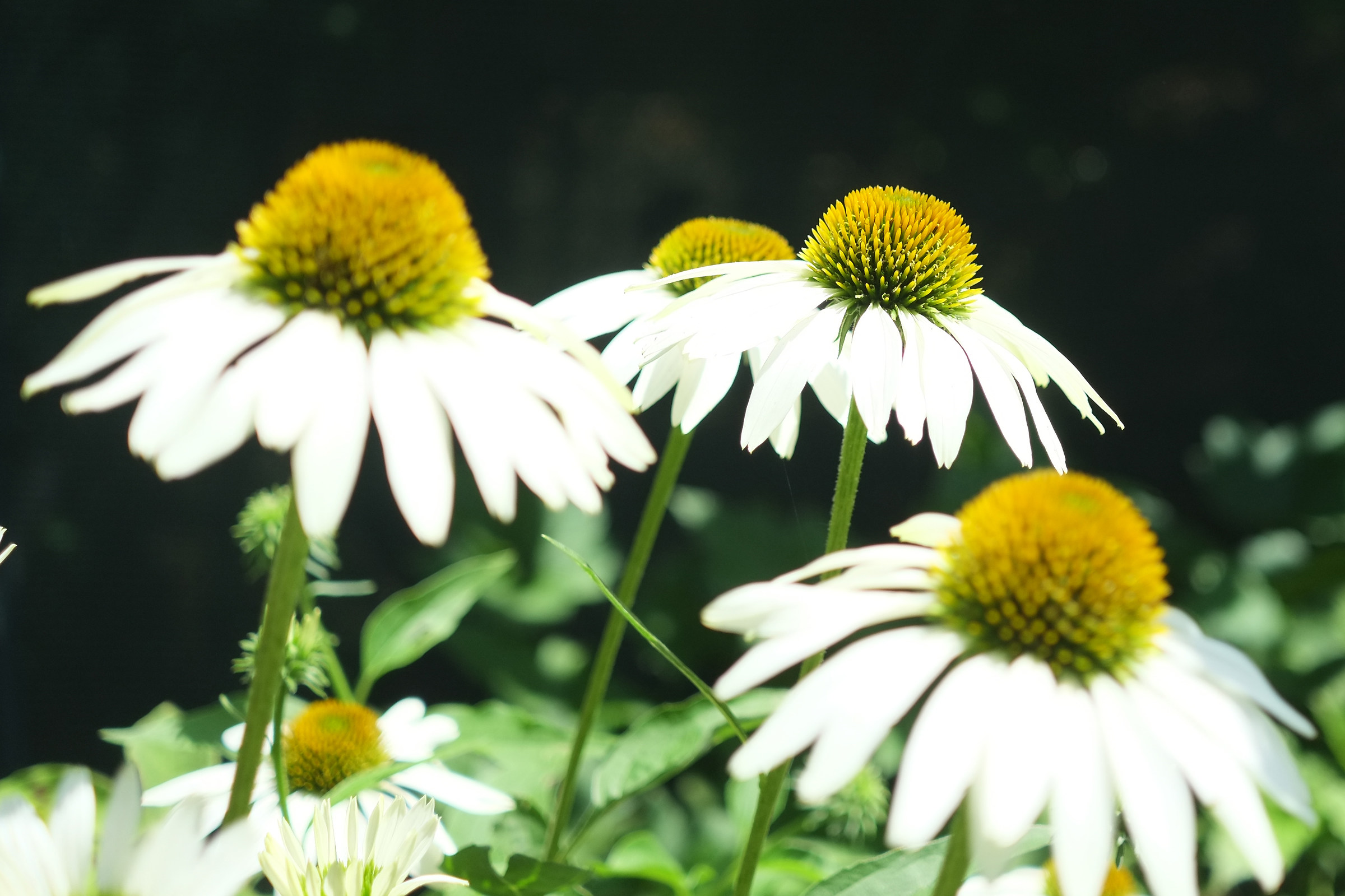 echinacea, fotografa maty 12 anni