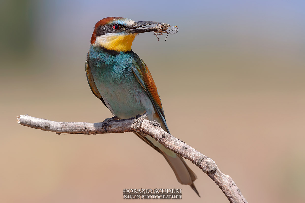Merops apiaster