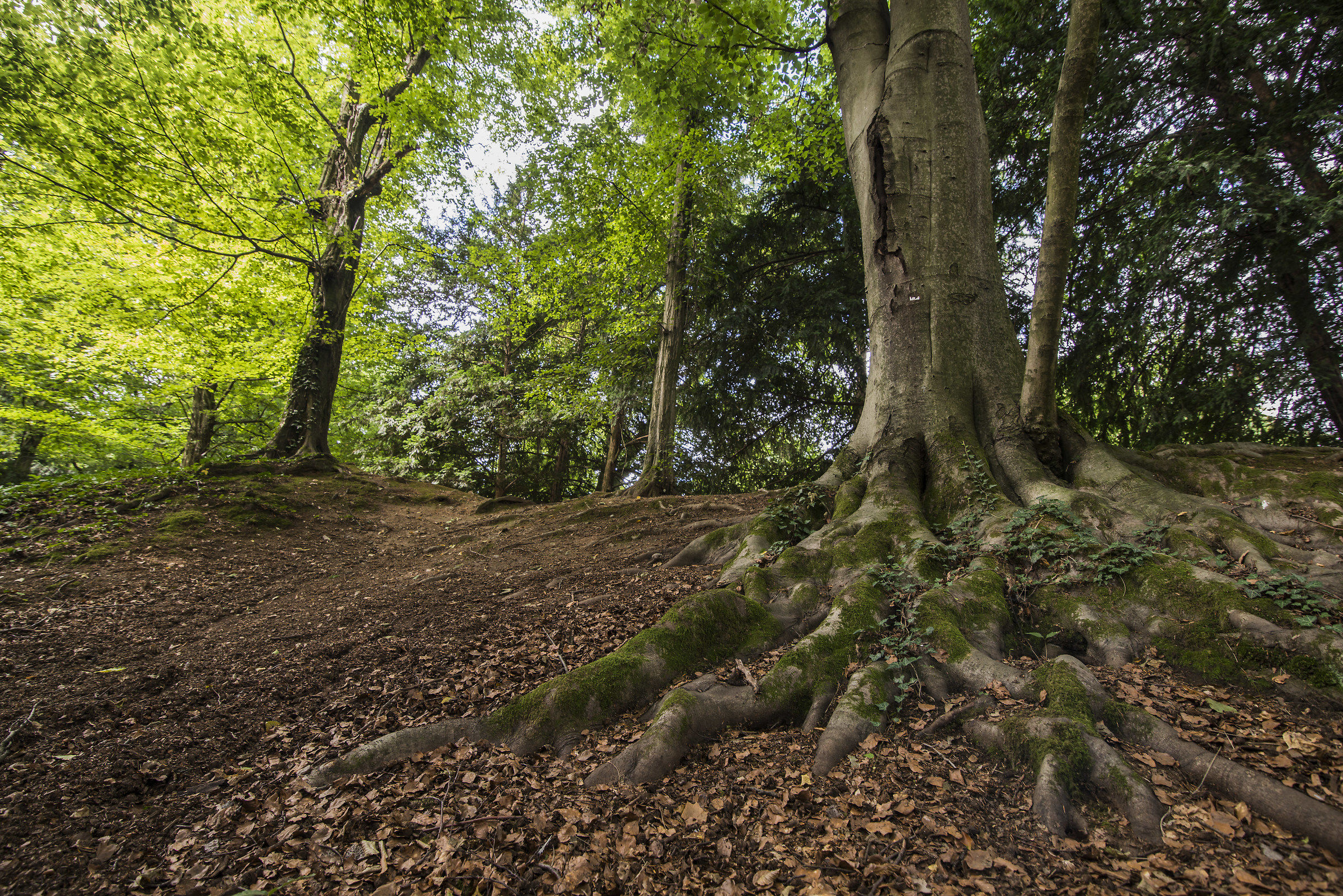 parco di monza giardino villa Reale
