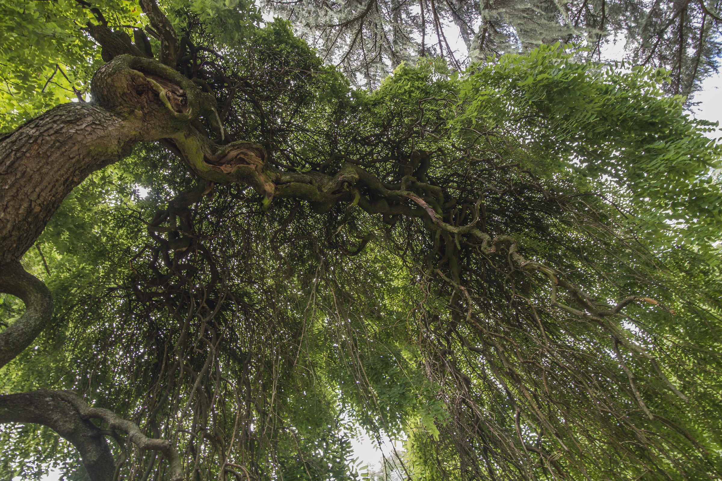 parco di monza giardino villa Reale