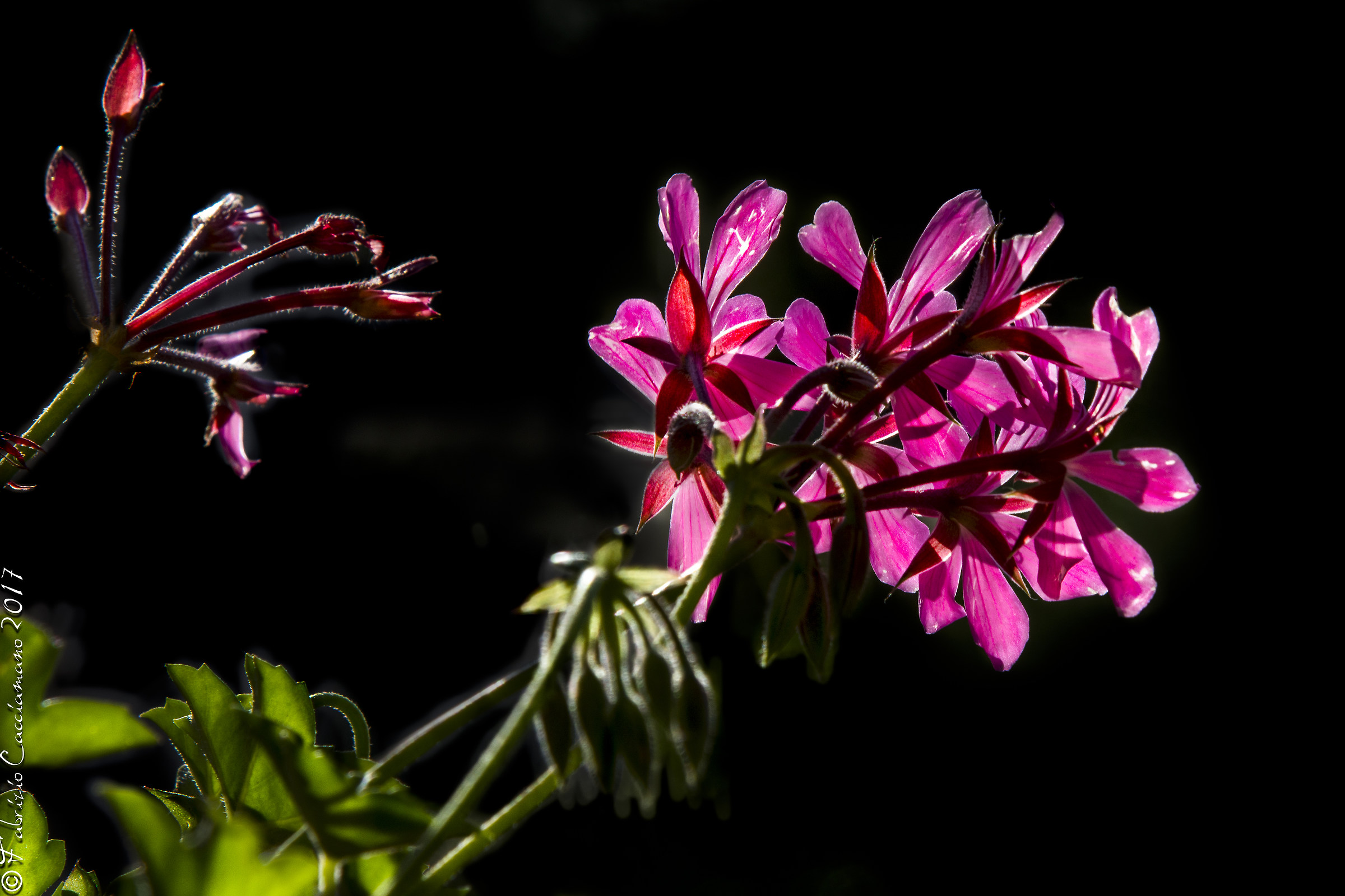 Geranium in the light