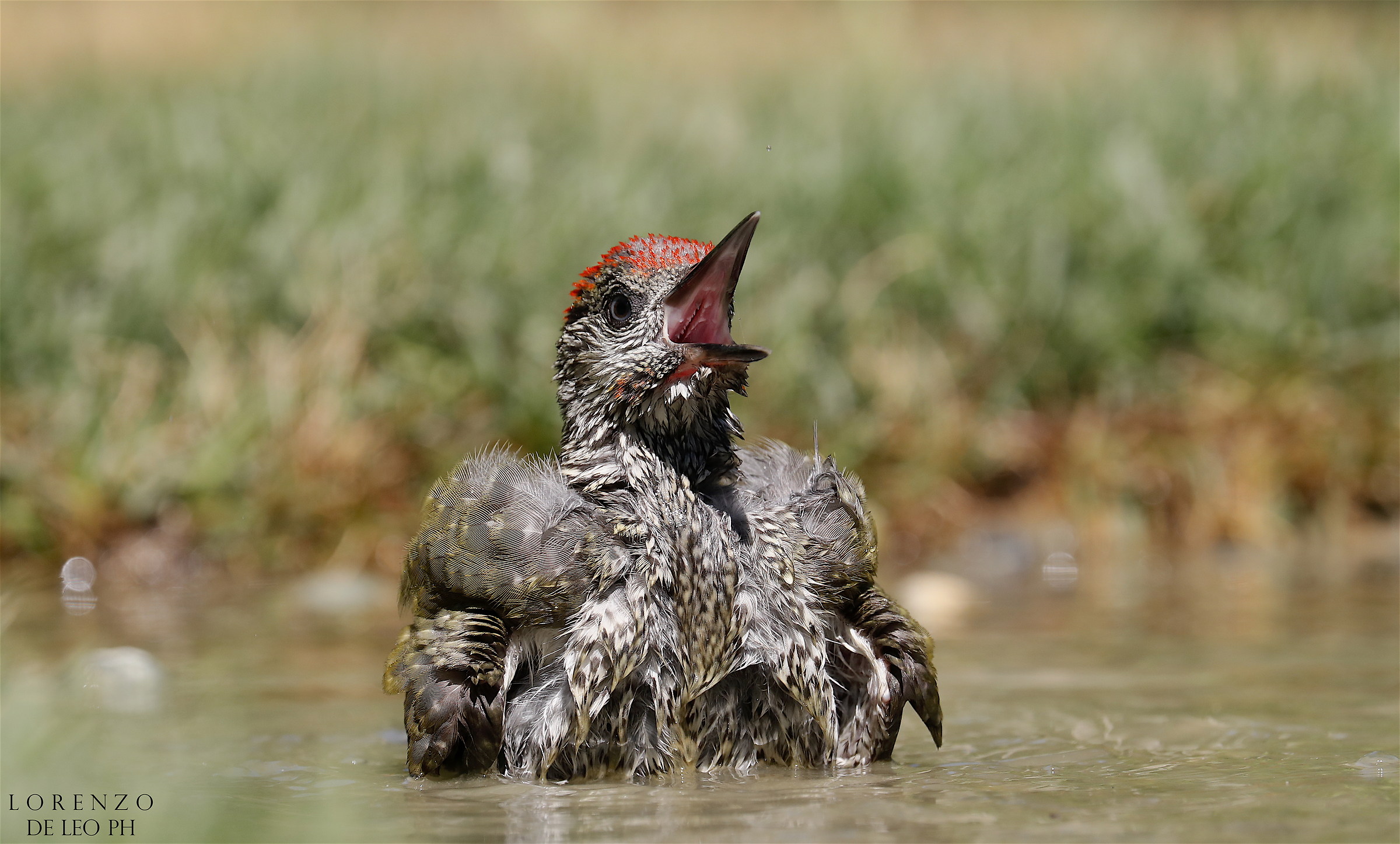 The scream of the green woodpecker