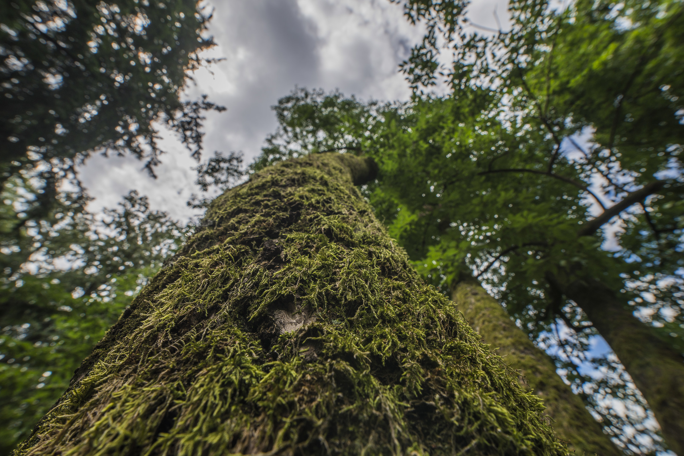 parco di monza giardino villa Reale