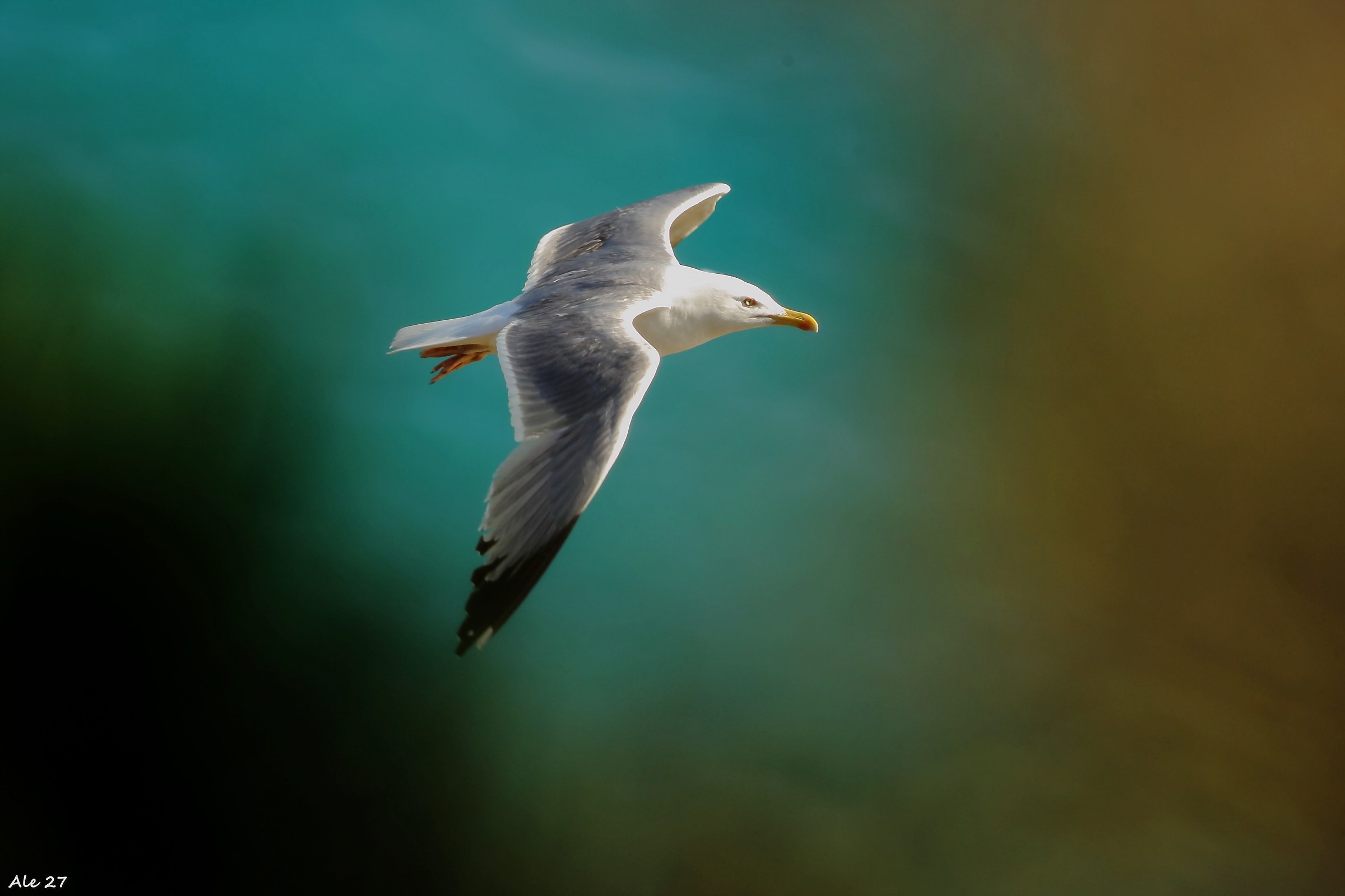 ... verso il sole ...