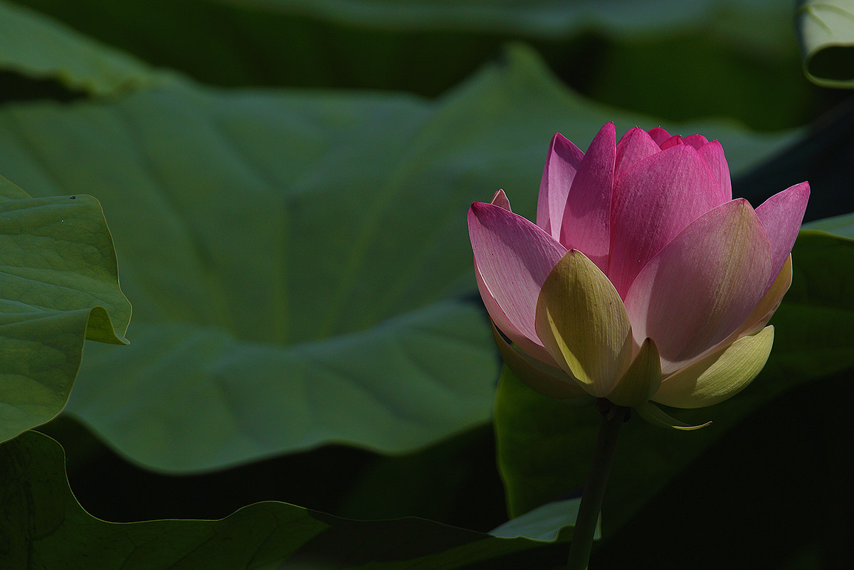 Lotus flower