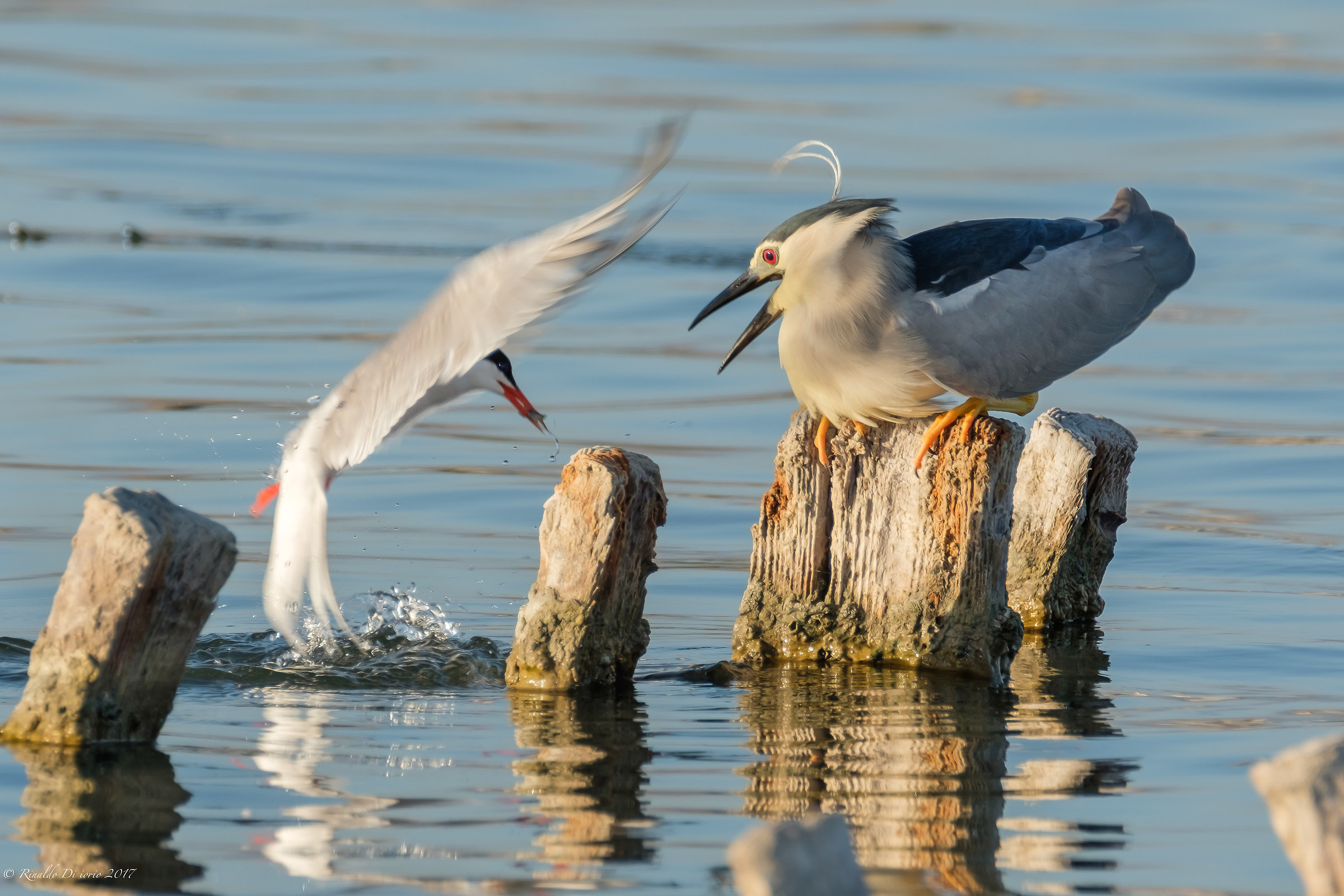 Sterna is faster than nitric oxide