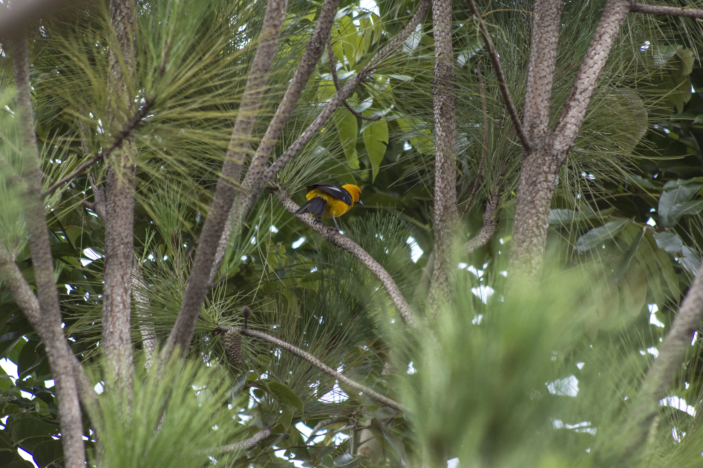 Icterus pectoralis (San Pedro Sula, Honduras) 2