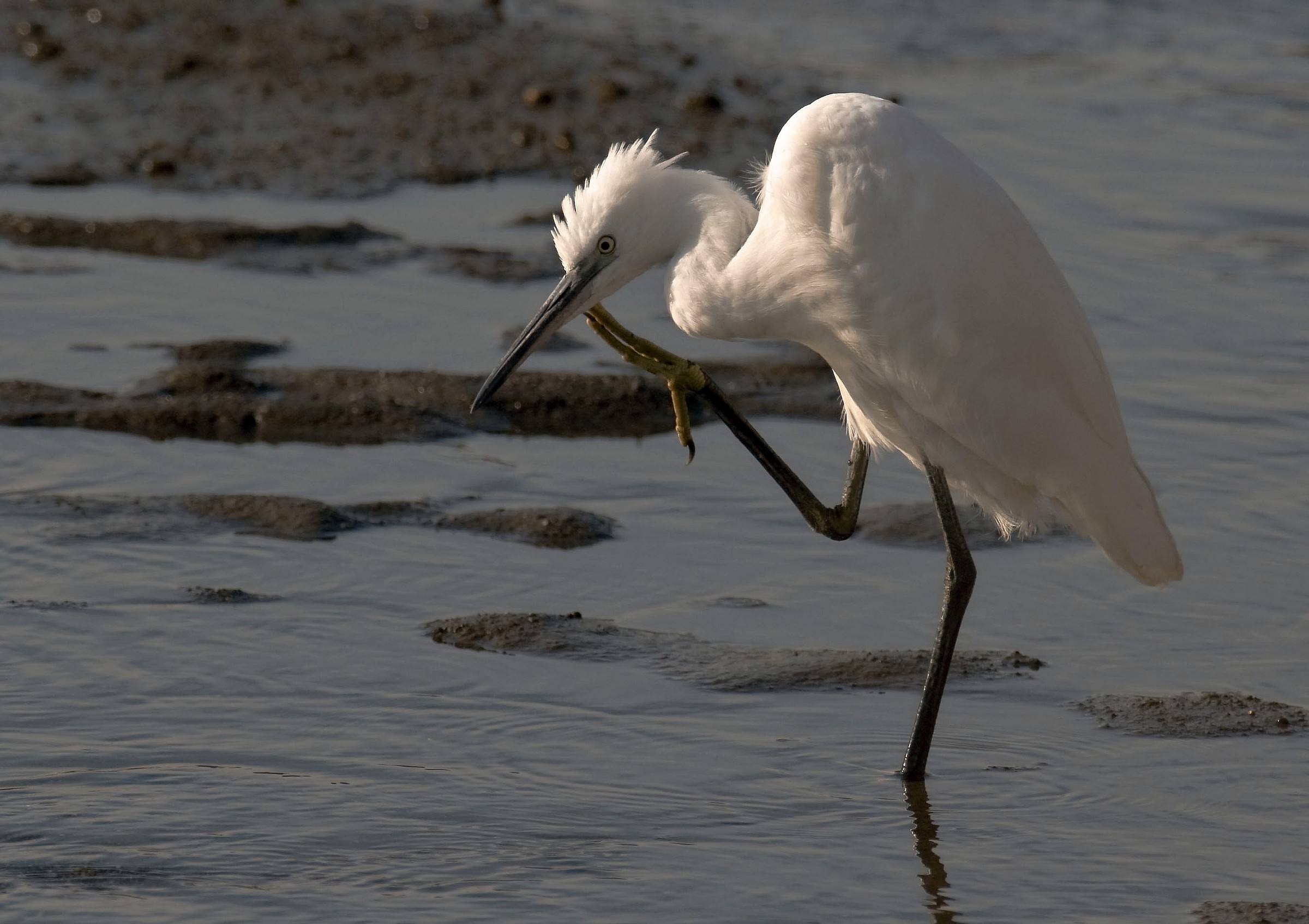 aahhh ......... what a nice scratch