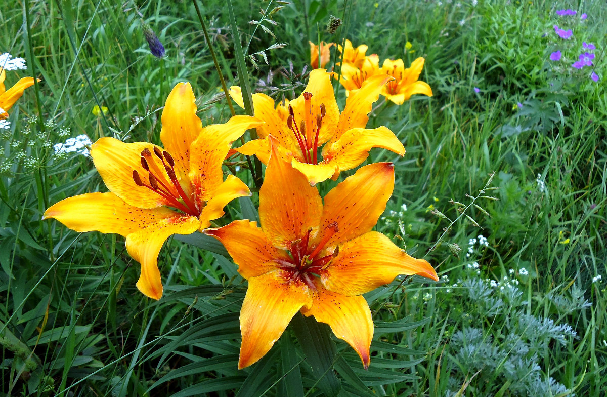 Mountain lilies